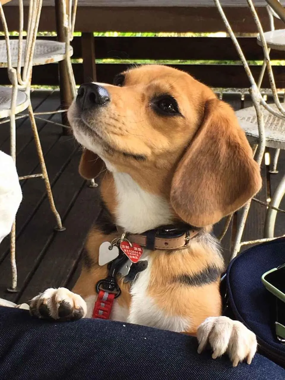 Pets in Ryokan Nakadaya