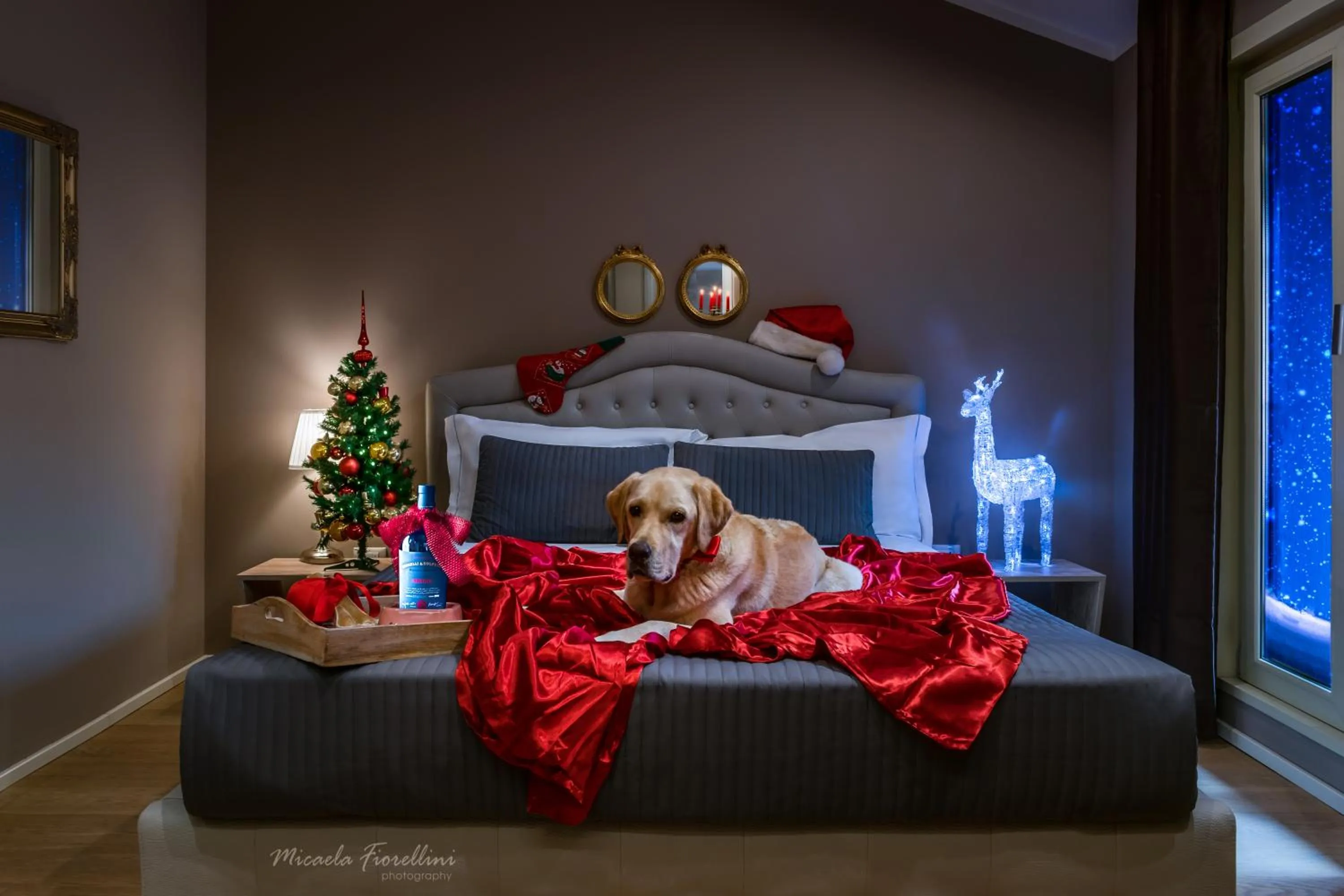 Pets in 051 Boutique