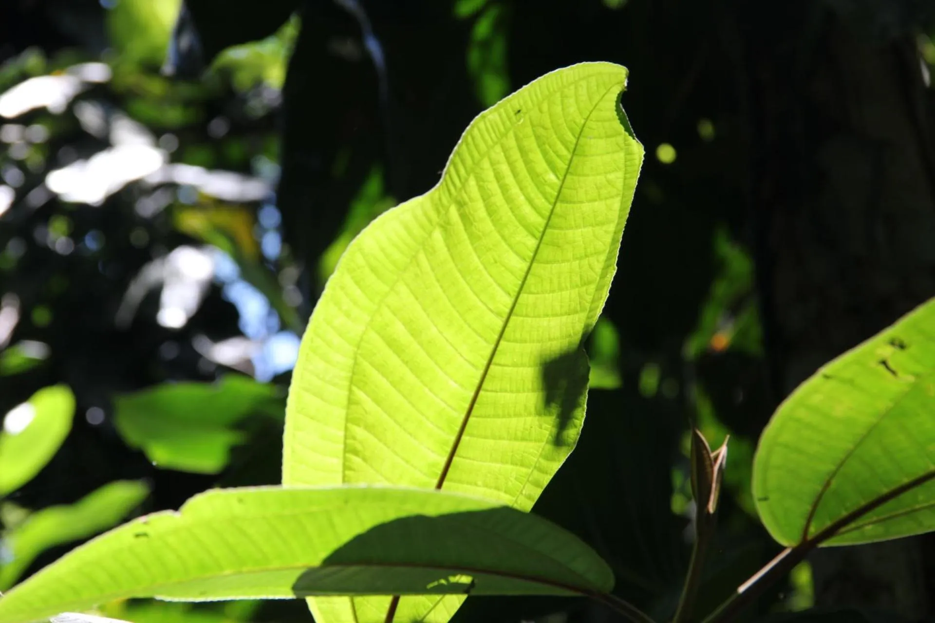 Garden in Pousada Sitio Araribá