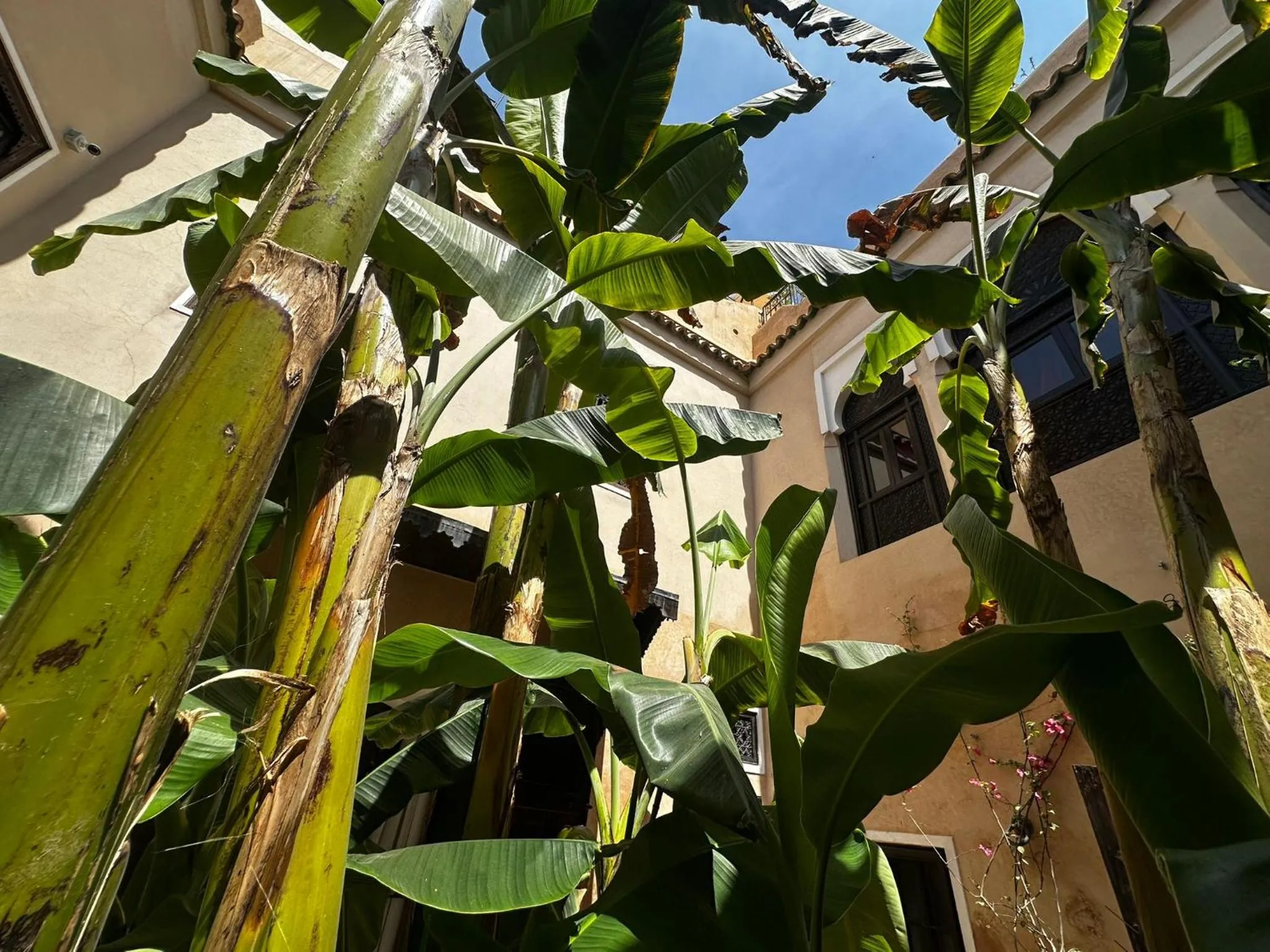 Day in Riad Bamileke