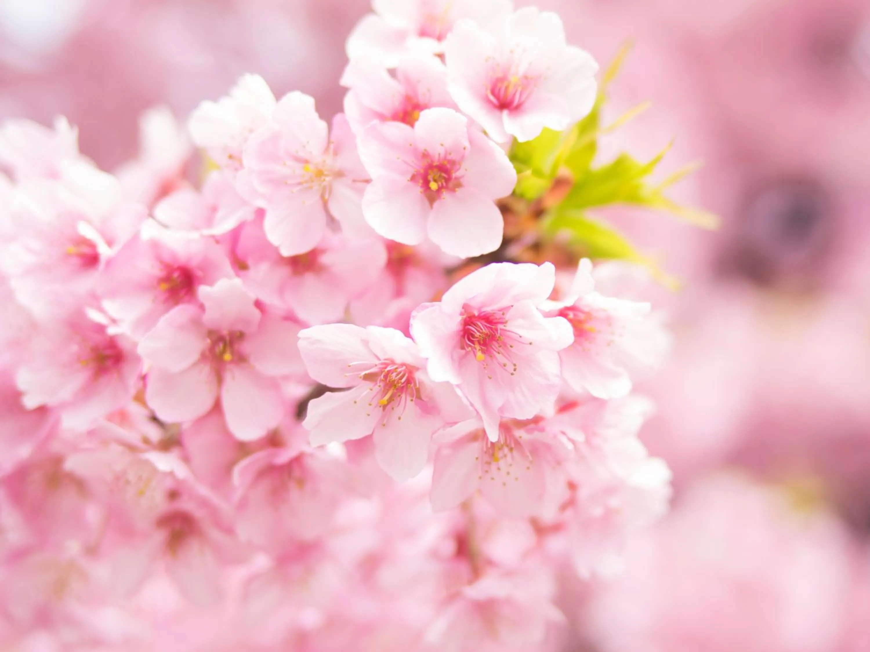 Nearby landmark in APA Hotel Asakusa Kuramae