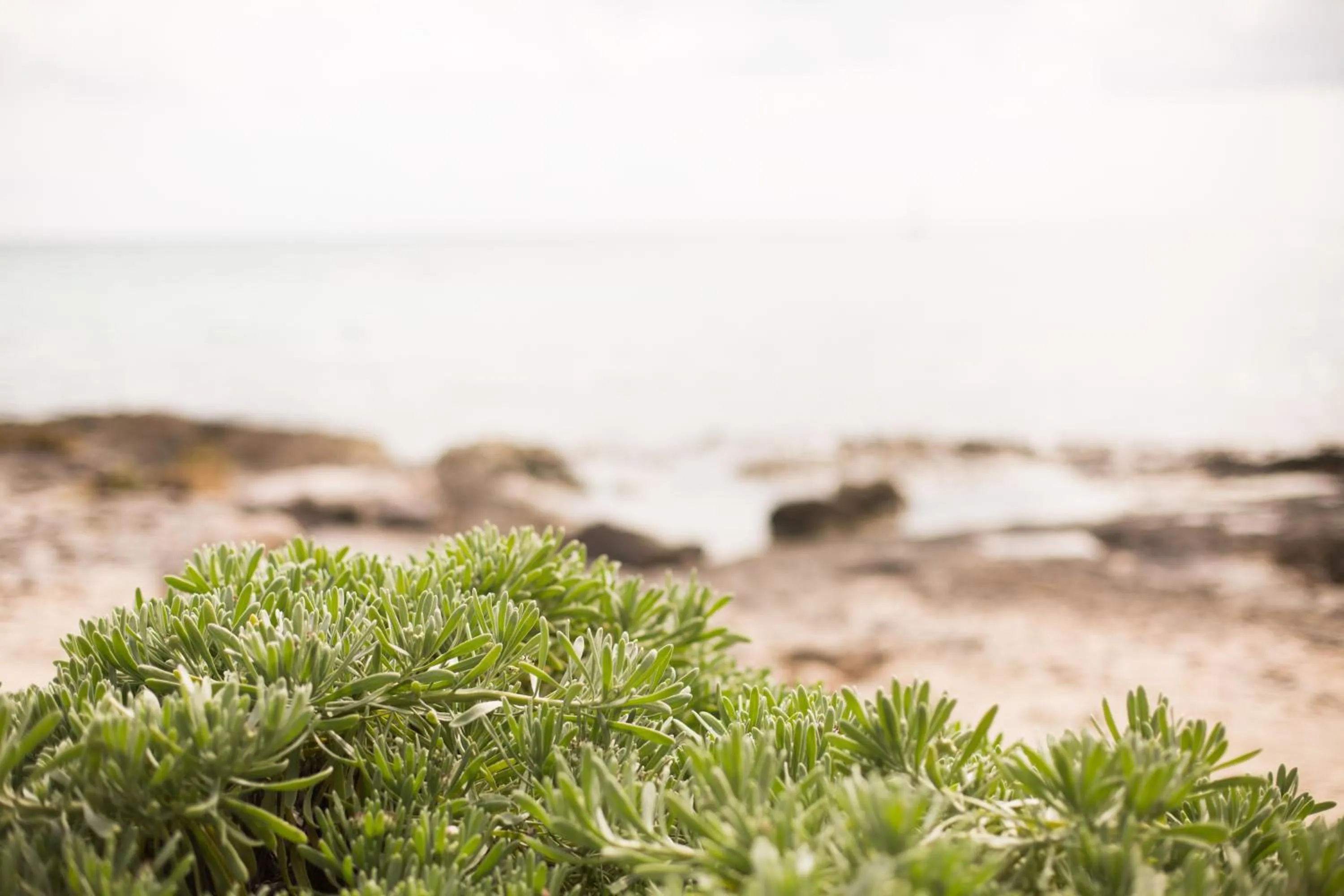 Natural landscape in Paamul Hotel