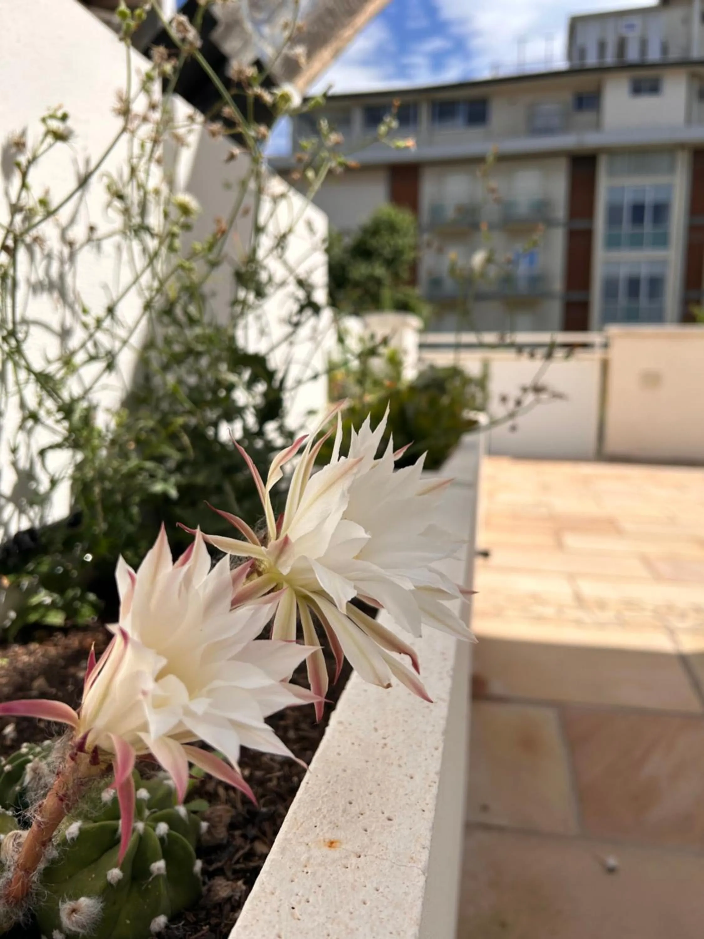 Balcony/Terrace in Residence Siesta