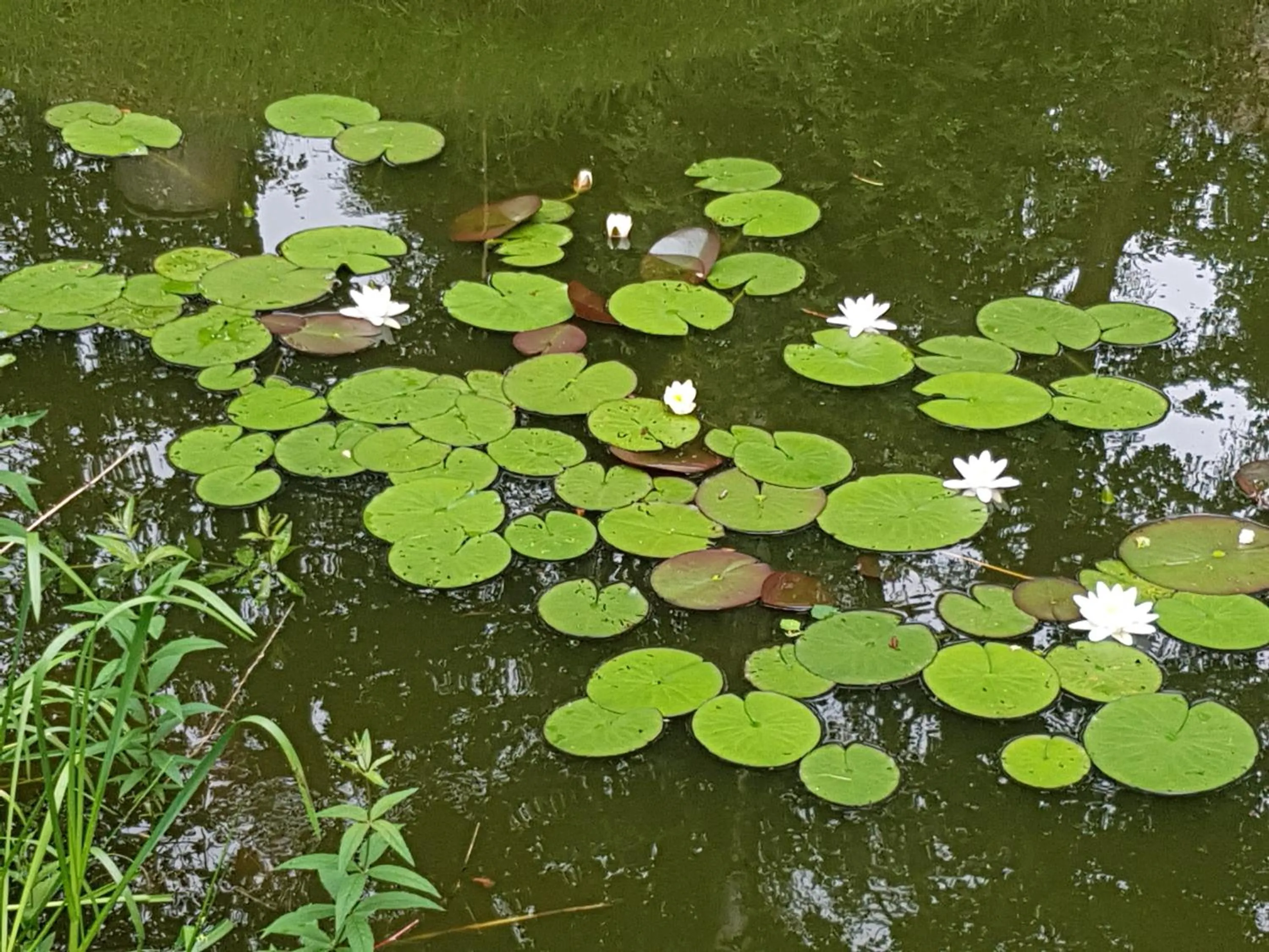 Garden in B&B Dersum Dream
