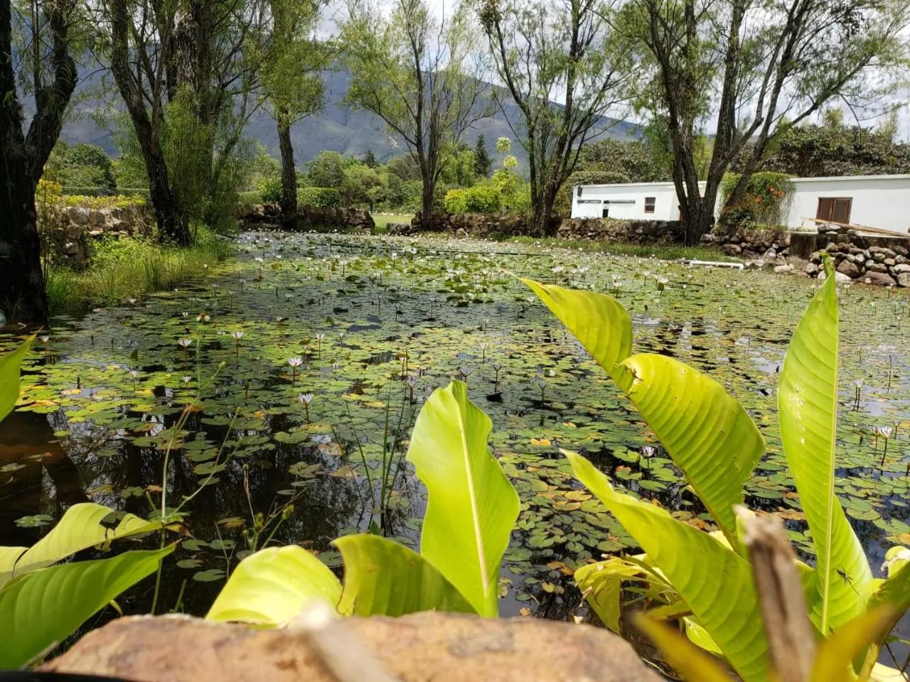 Garden in Hotel Casa de los Fundadores