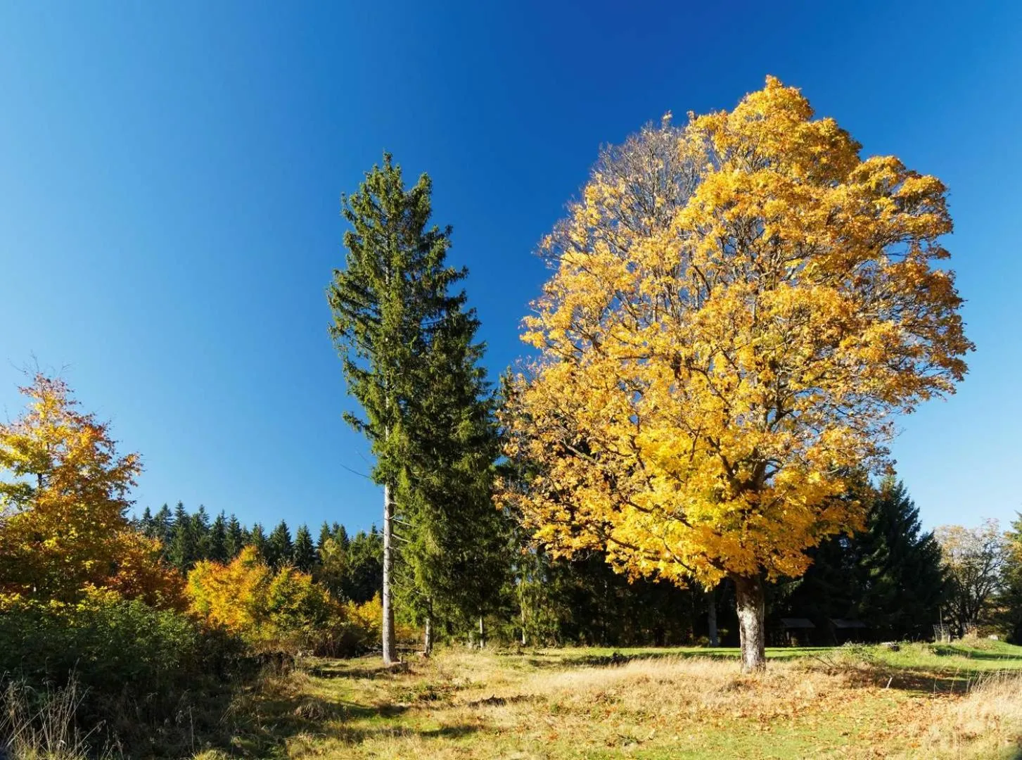 Natural landscape in Pension Raststüb'l