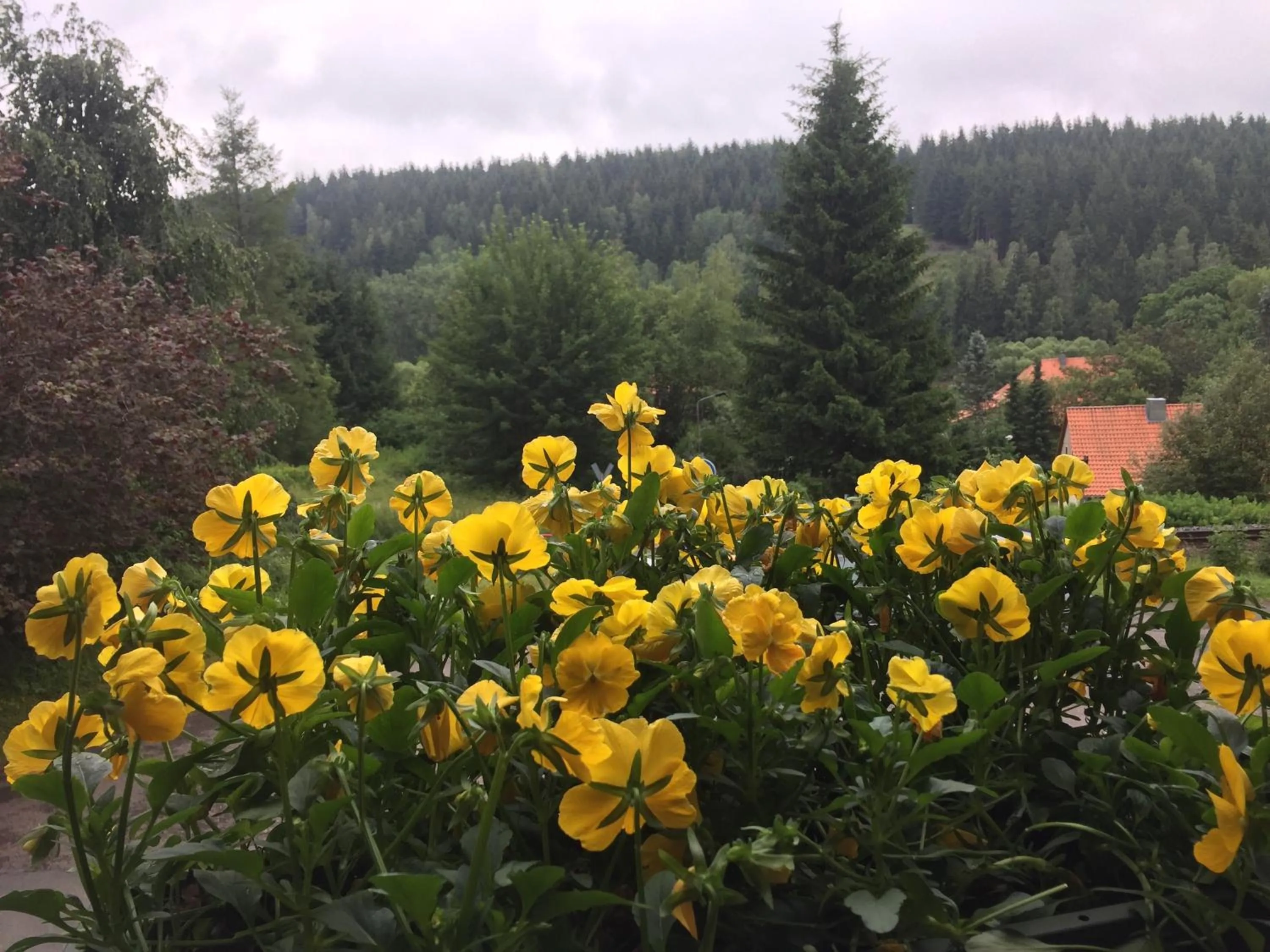 Area and facilities in Pension Raststüb'l