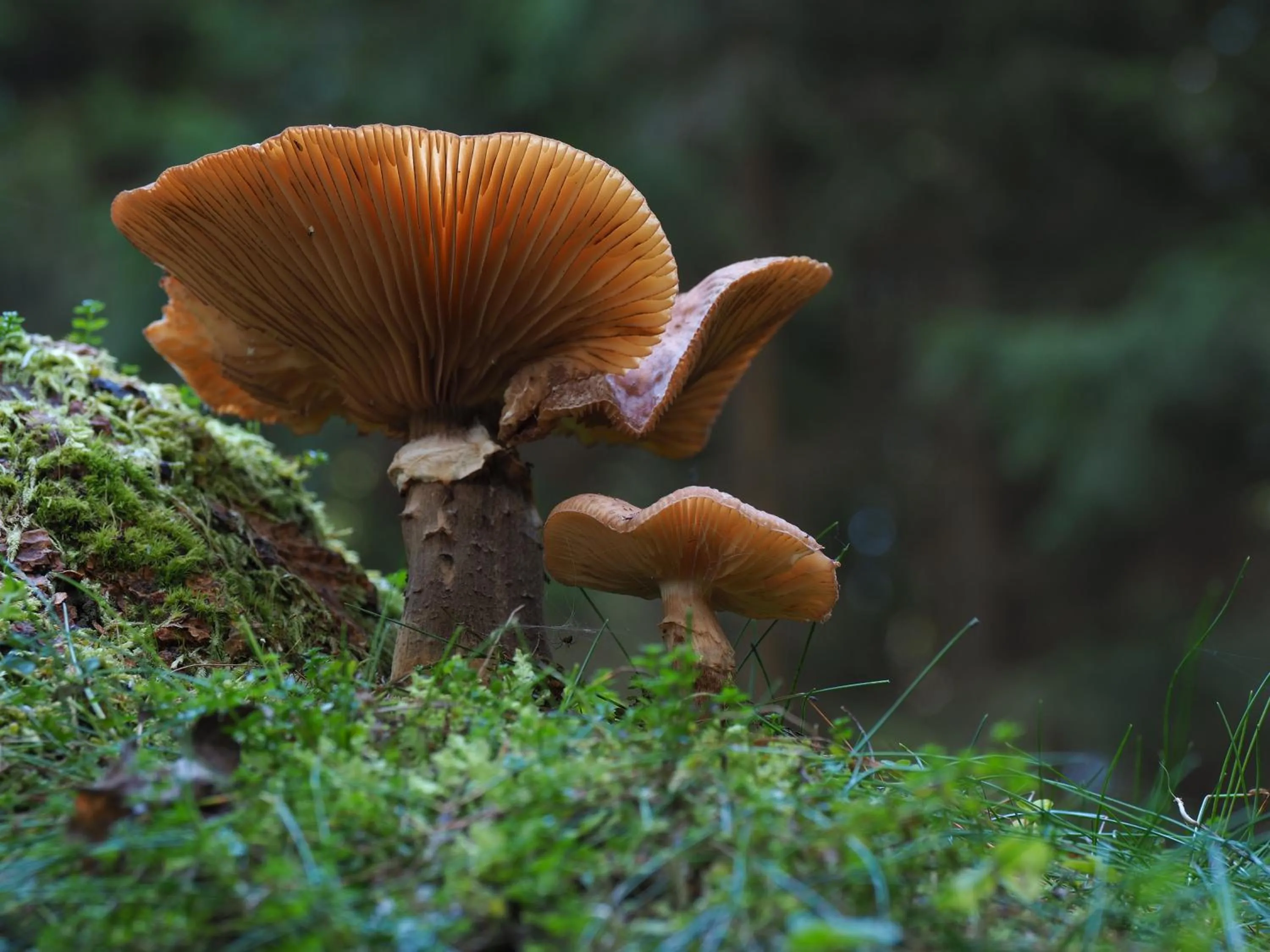 Natural landscape in Pension Raststüb'l