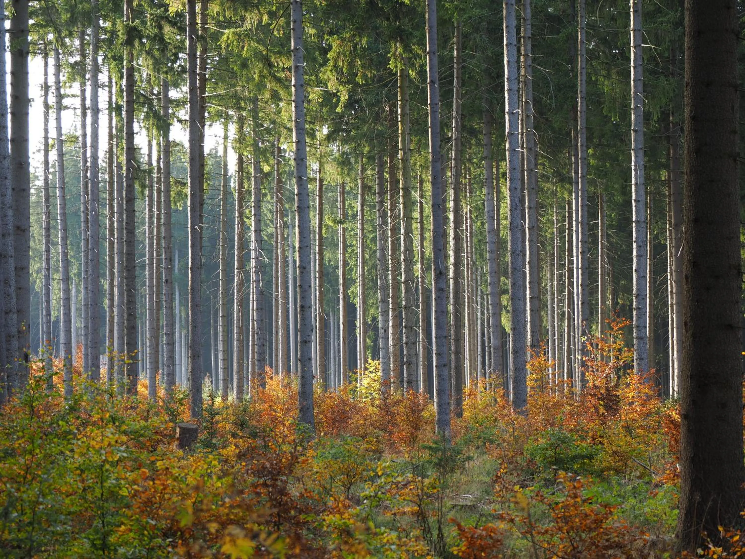 Natural landscape in Pension Raststüb'l