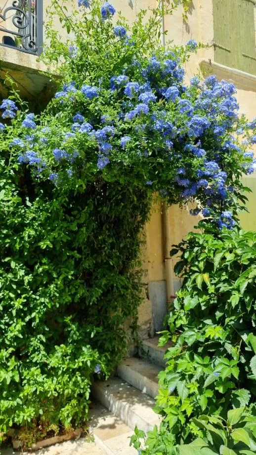 Garden in Les Tournesols