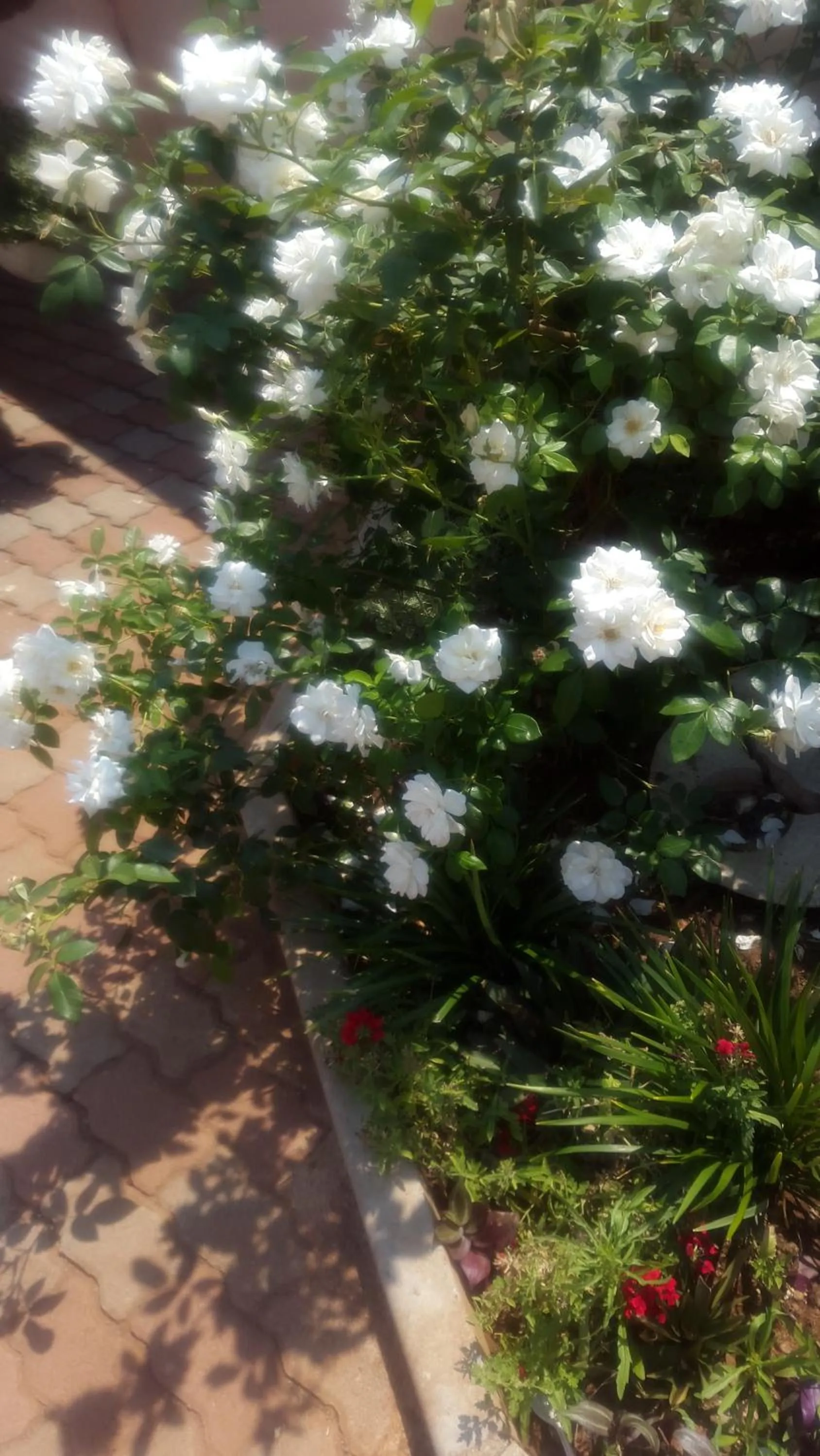 Garden in TINTECH BED & BREAKFAST