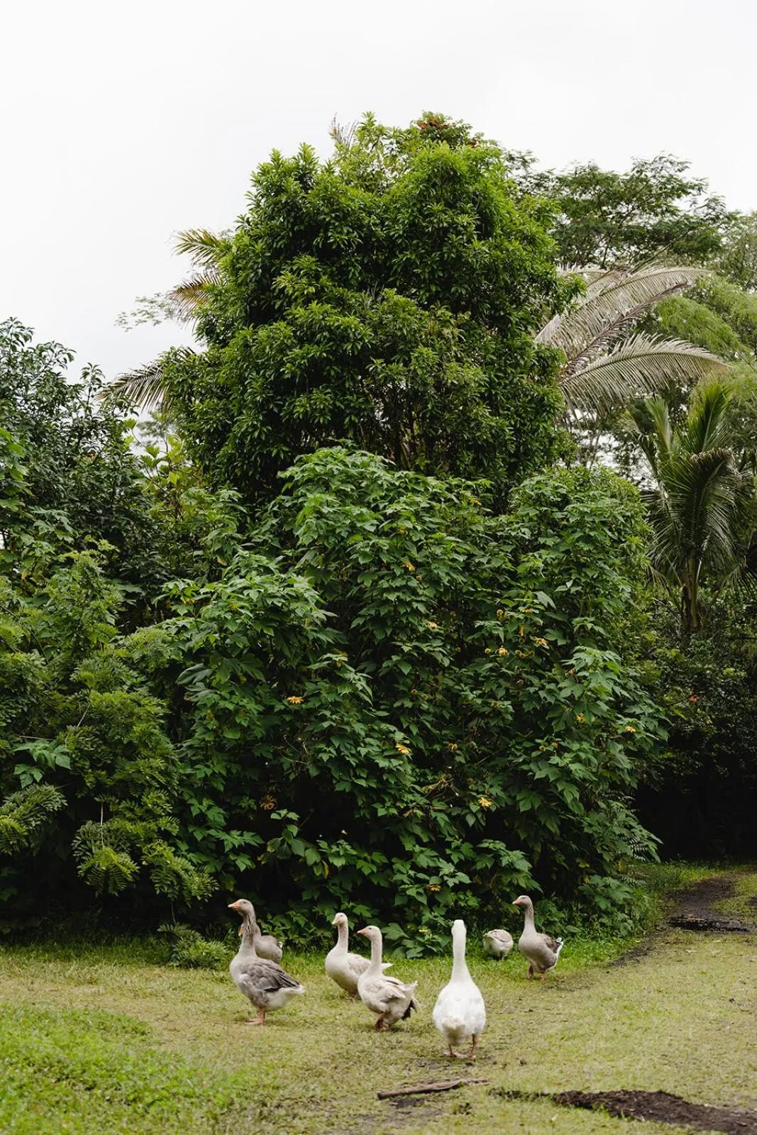 Natural landscape in Hawaiian Sanctuary Eco Retreat Center