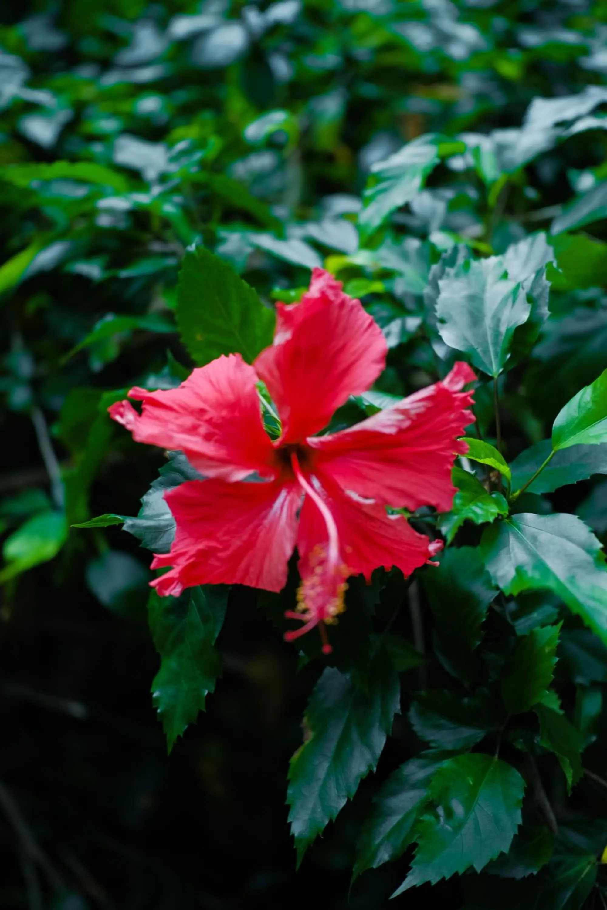 Hometravel Mekong Can Tho