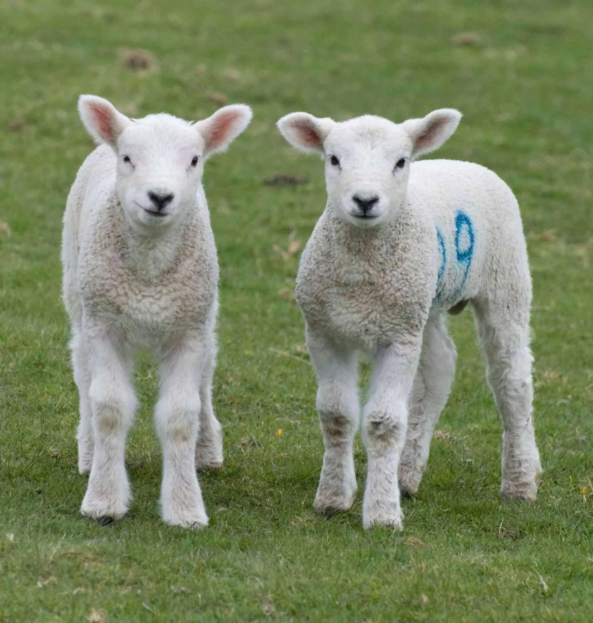 Area and facilities in Ravenstone Lodge Country House Hotel