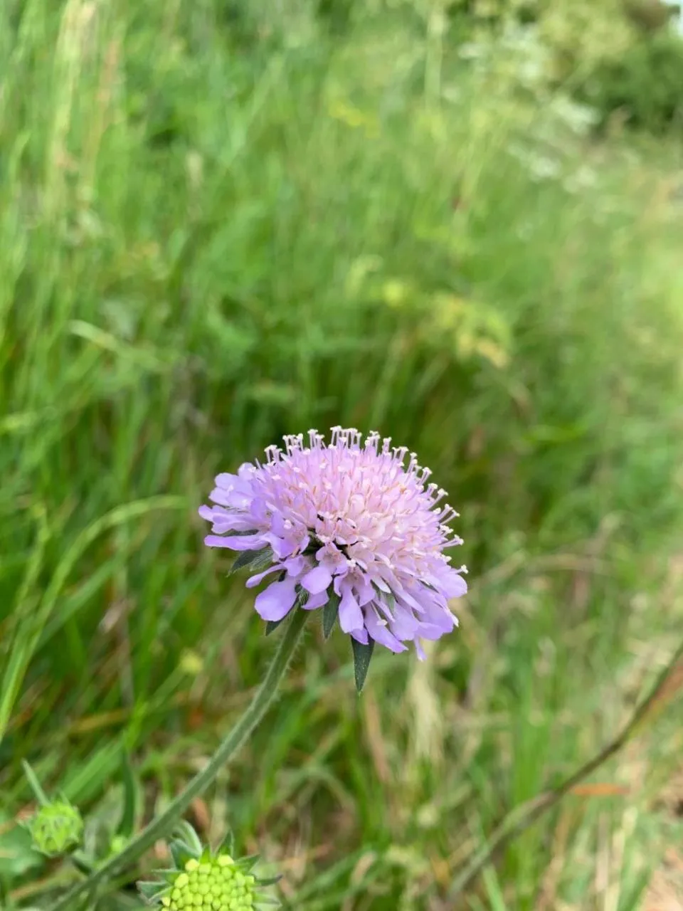 Garden in Chambres d'Hôtes Villa Mon Repos