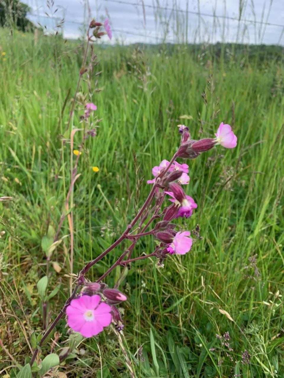 Natural landscape in Chambres d'Hôtes Villa Mon Repos