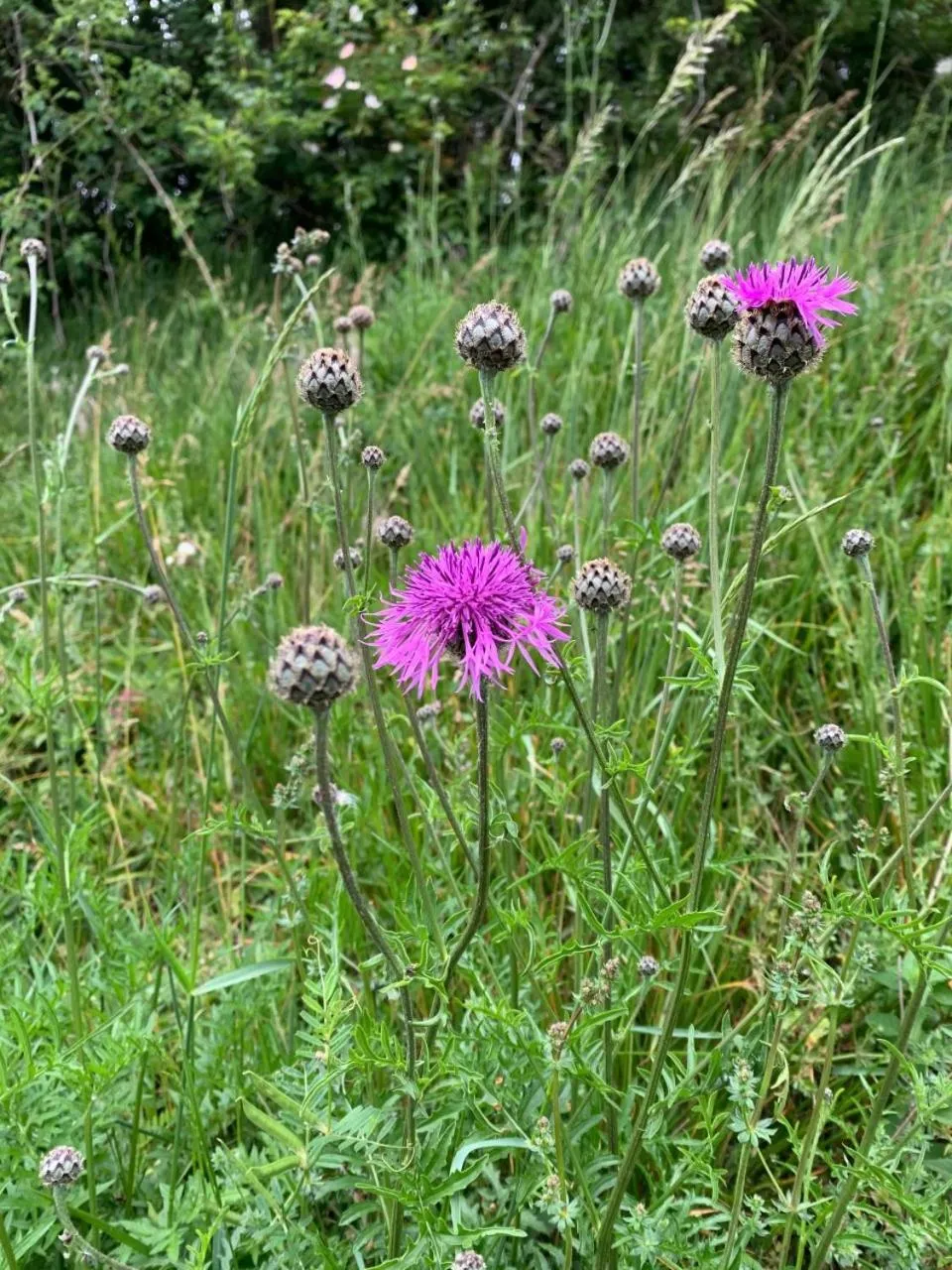 Garden in Chambres d'Hôtes Villa Mon Repos