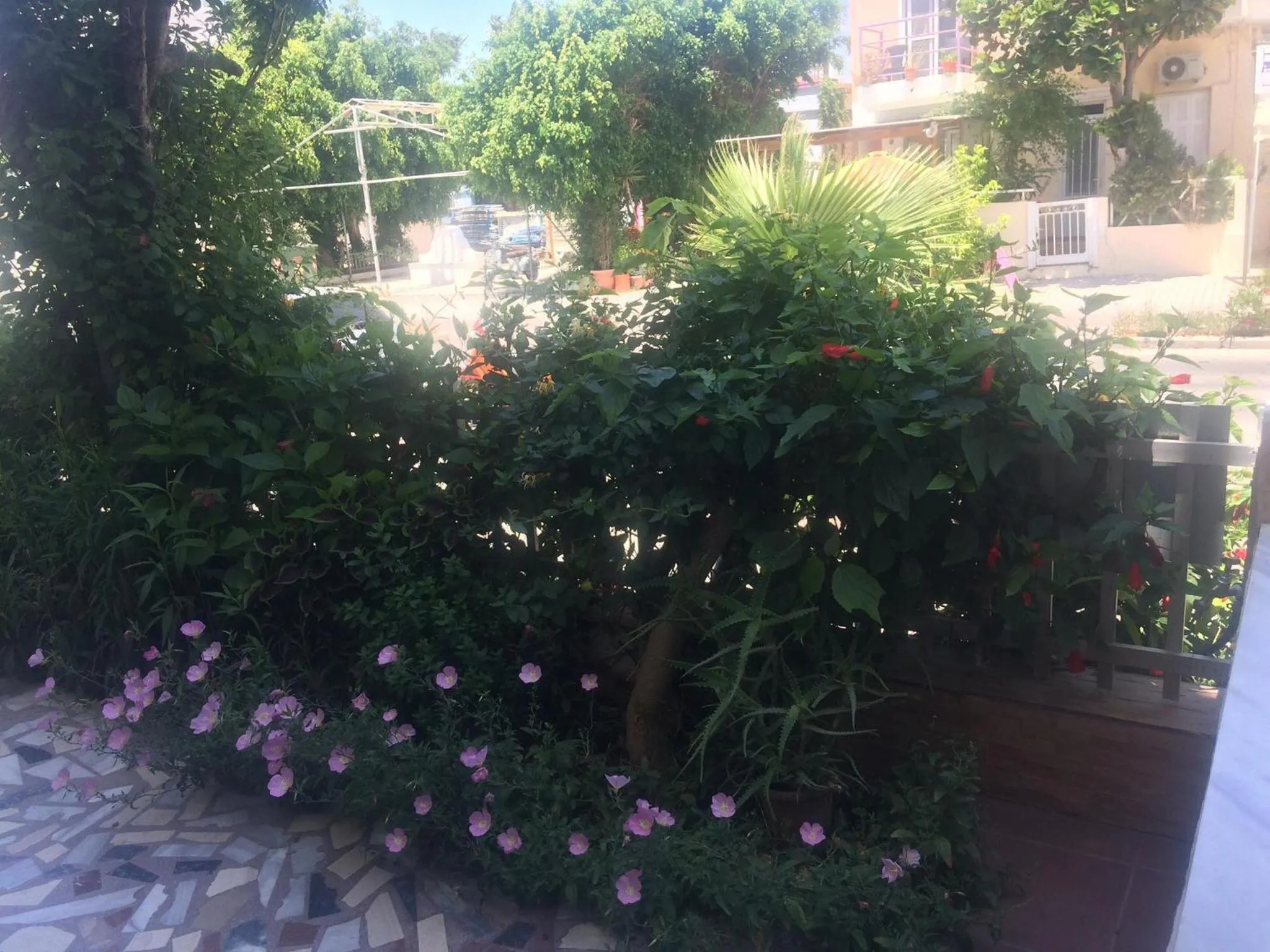 Garden in Popi Studios