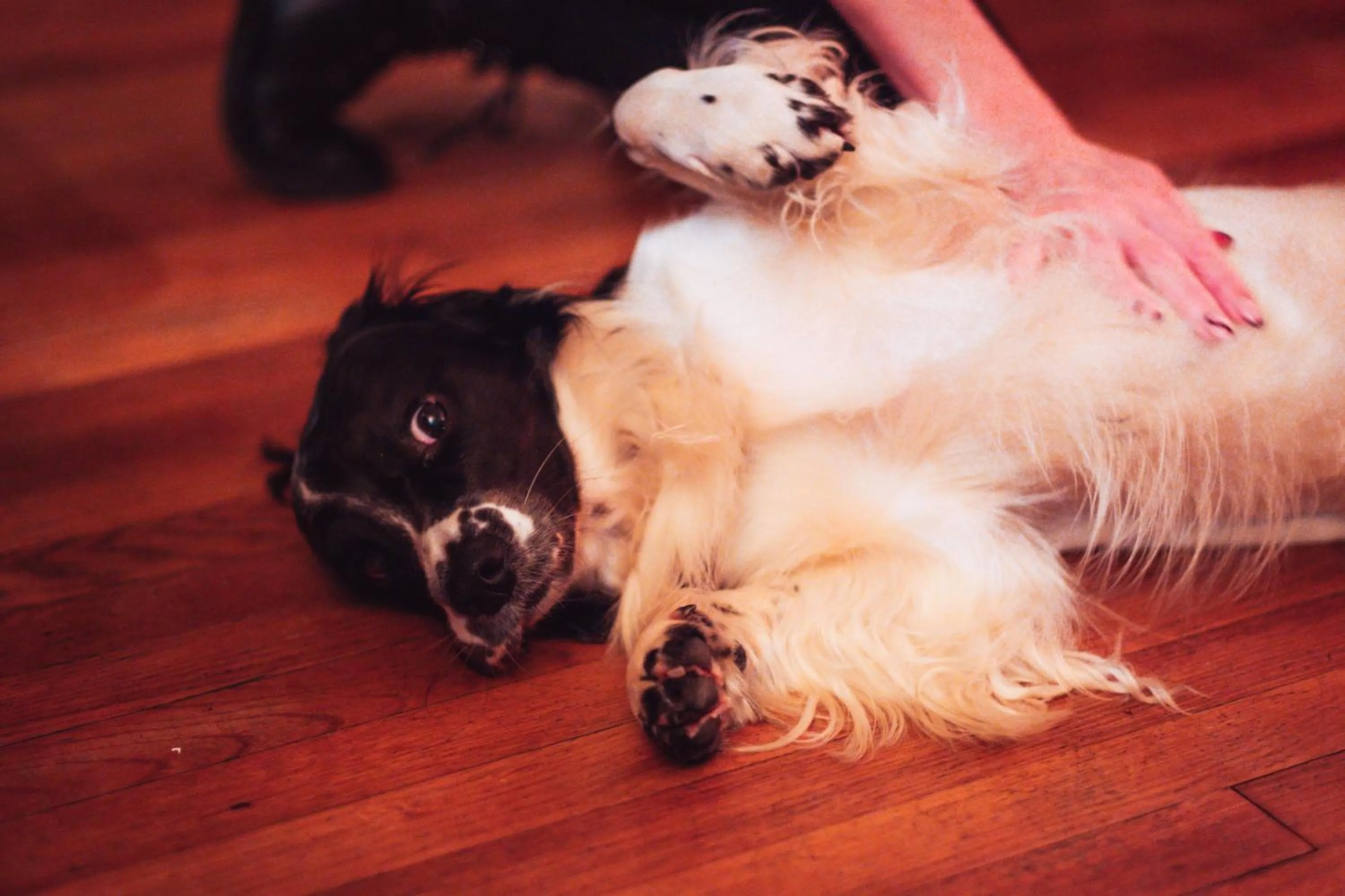 Pets in Ravenstone Manor