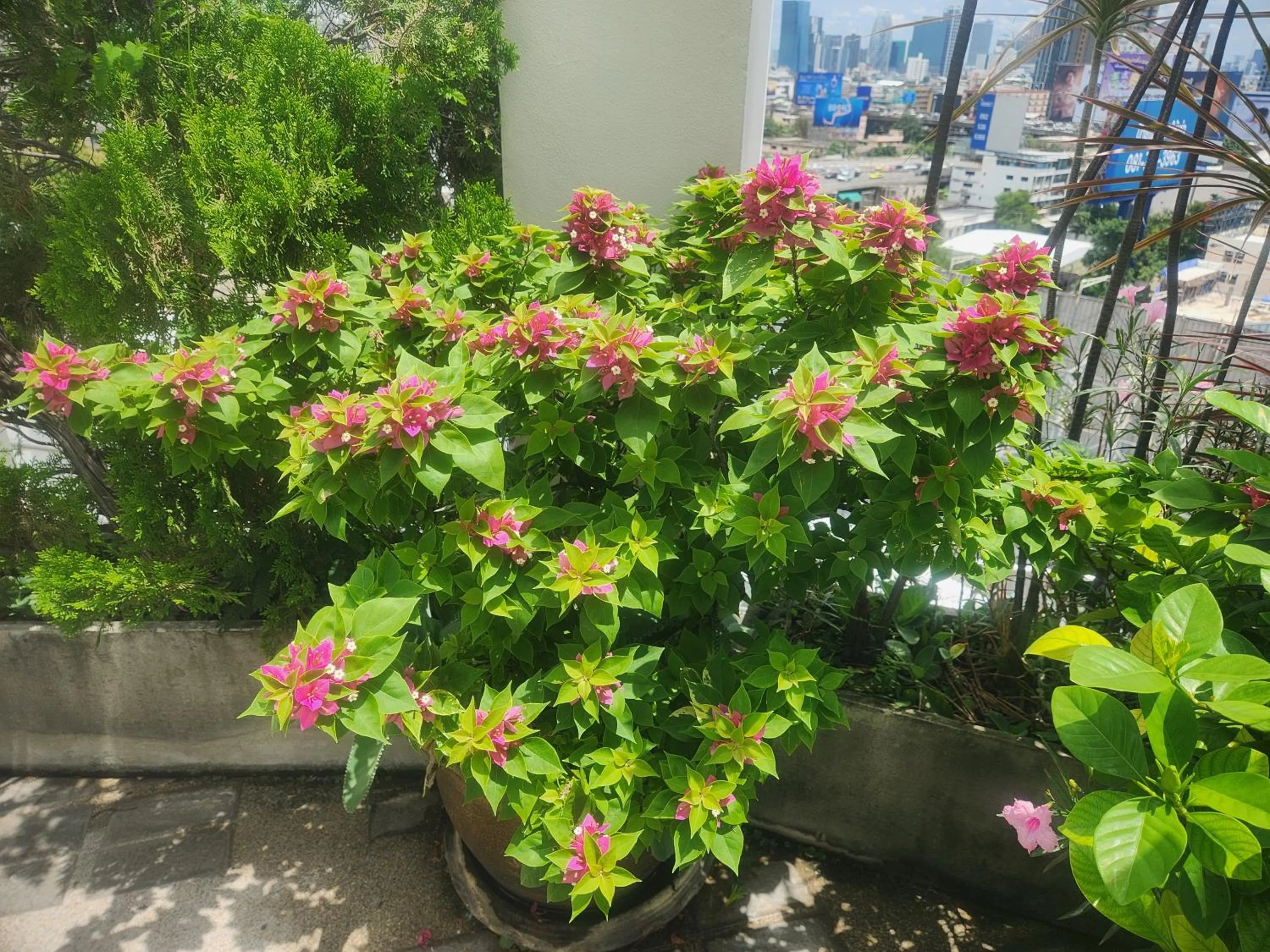 Garden in Interchange Tower Serviced Apartment - SHA Extra Plus