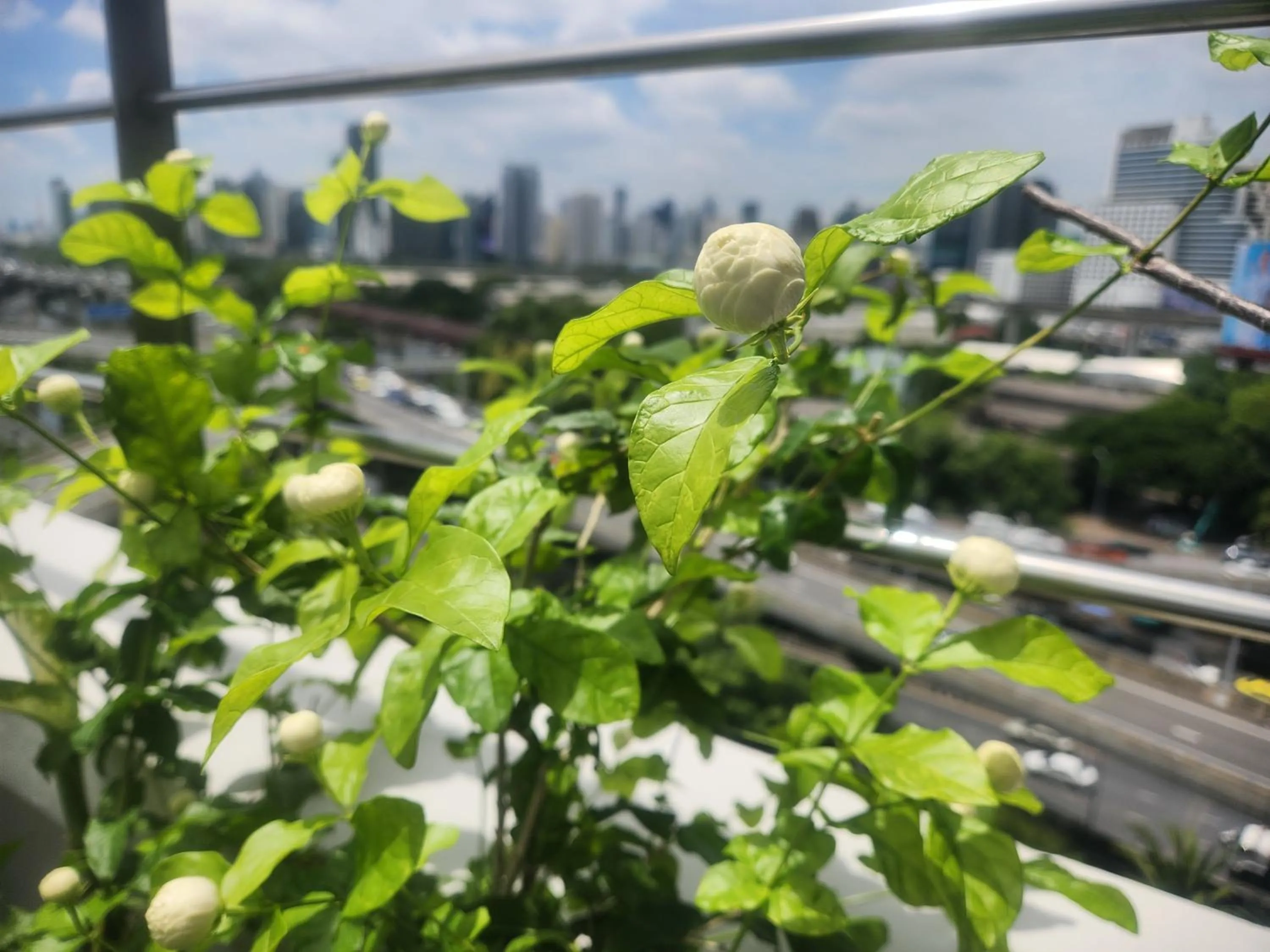 Garden in Interchange Tower Serviced Apartment - SHA Extra Plus