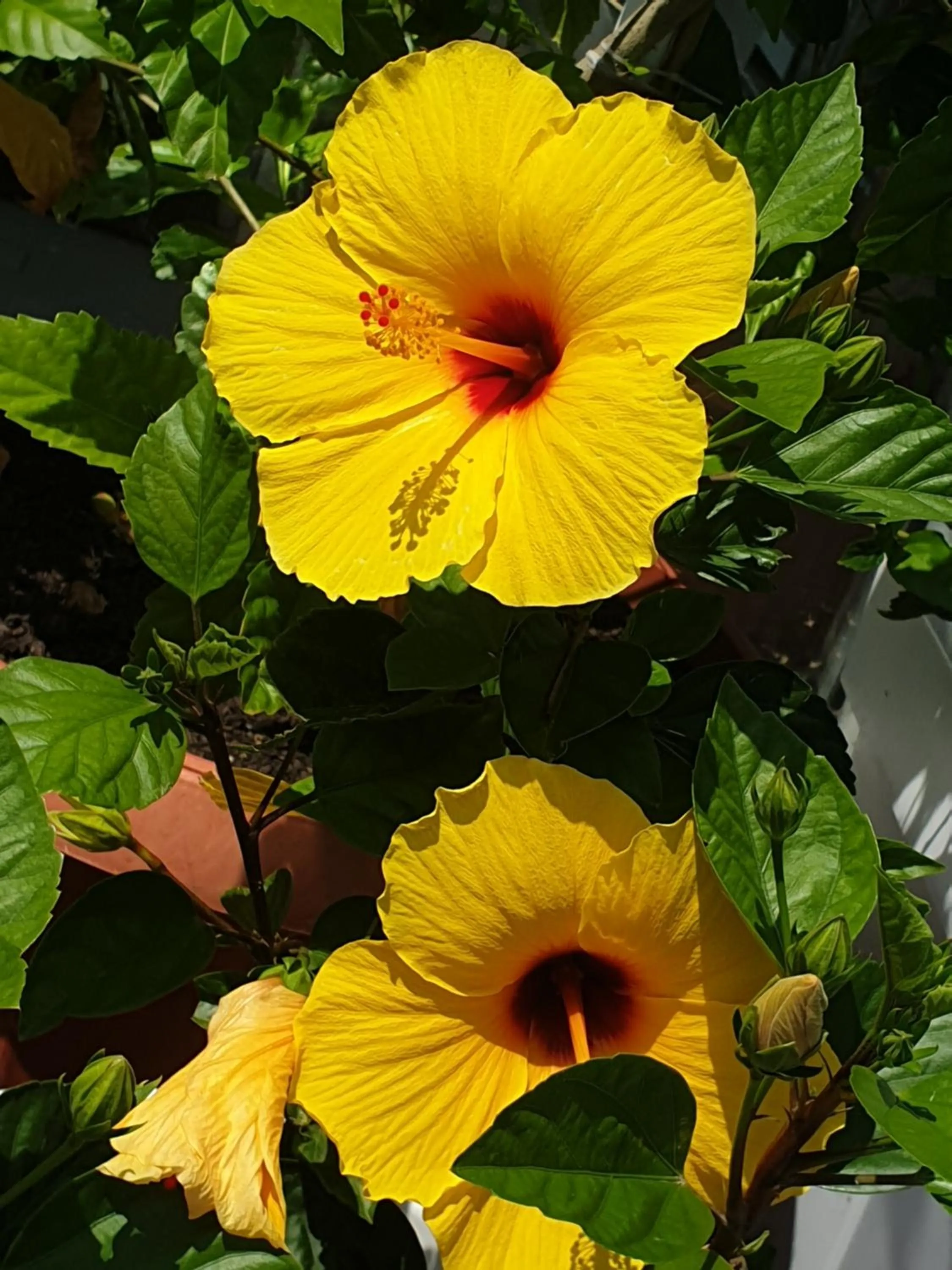 Garden in Flamingo Resort