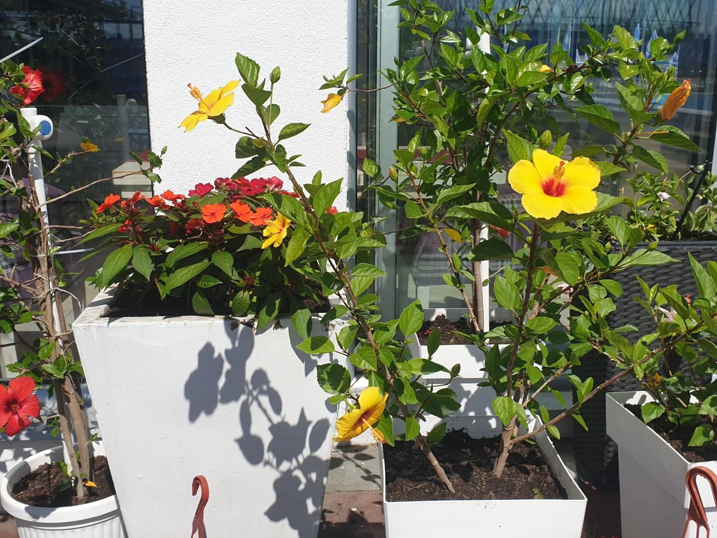 Garden in Flamingo Resort