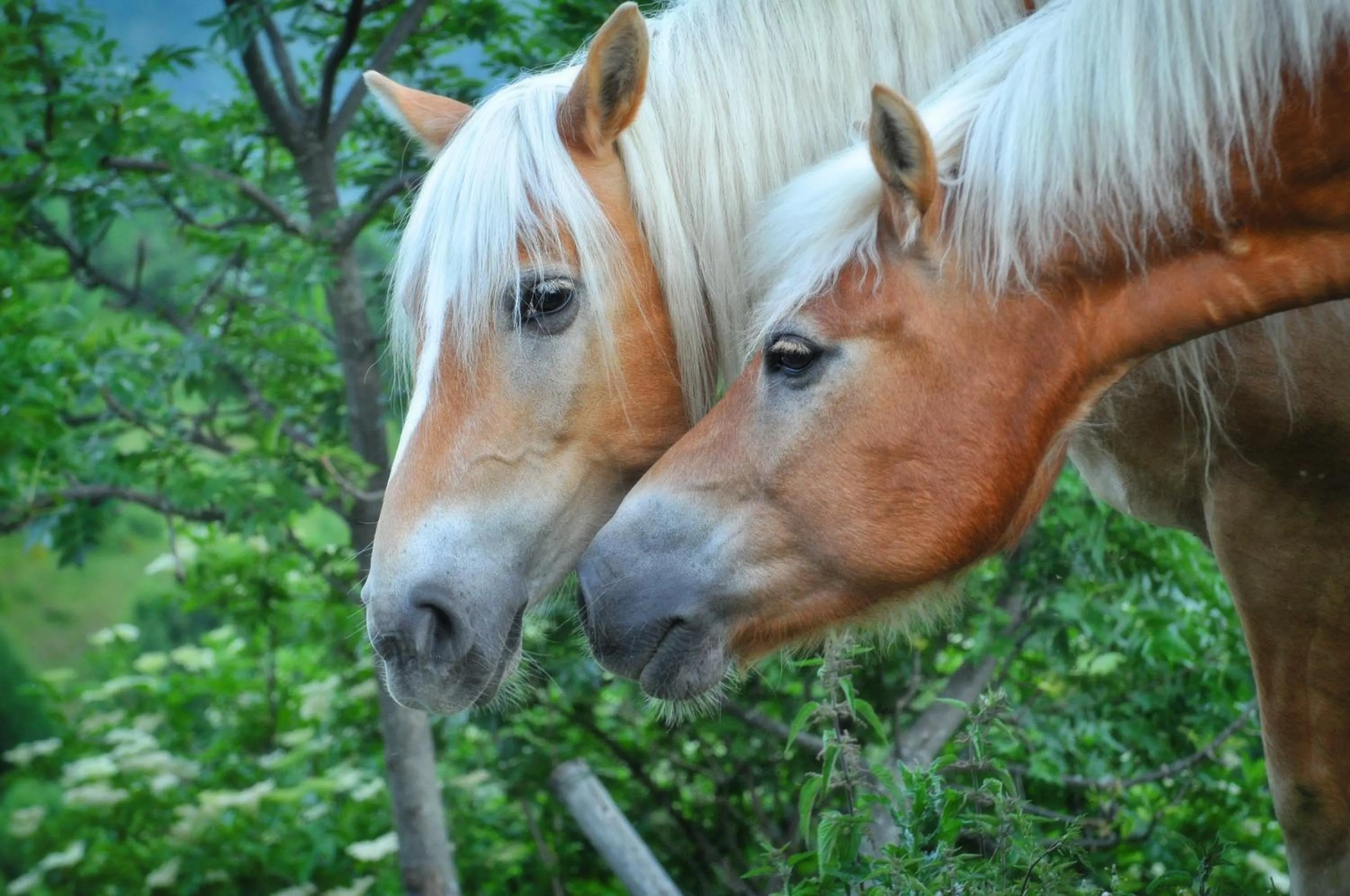 Animals in Agriturismo del Cimone