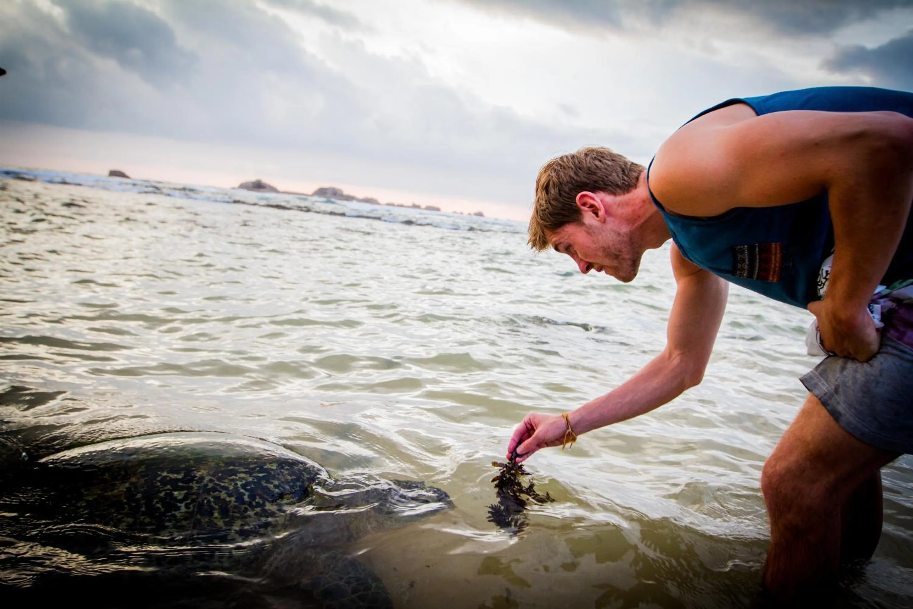 Animals in Lazy Koala