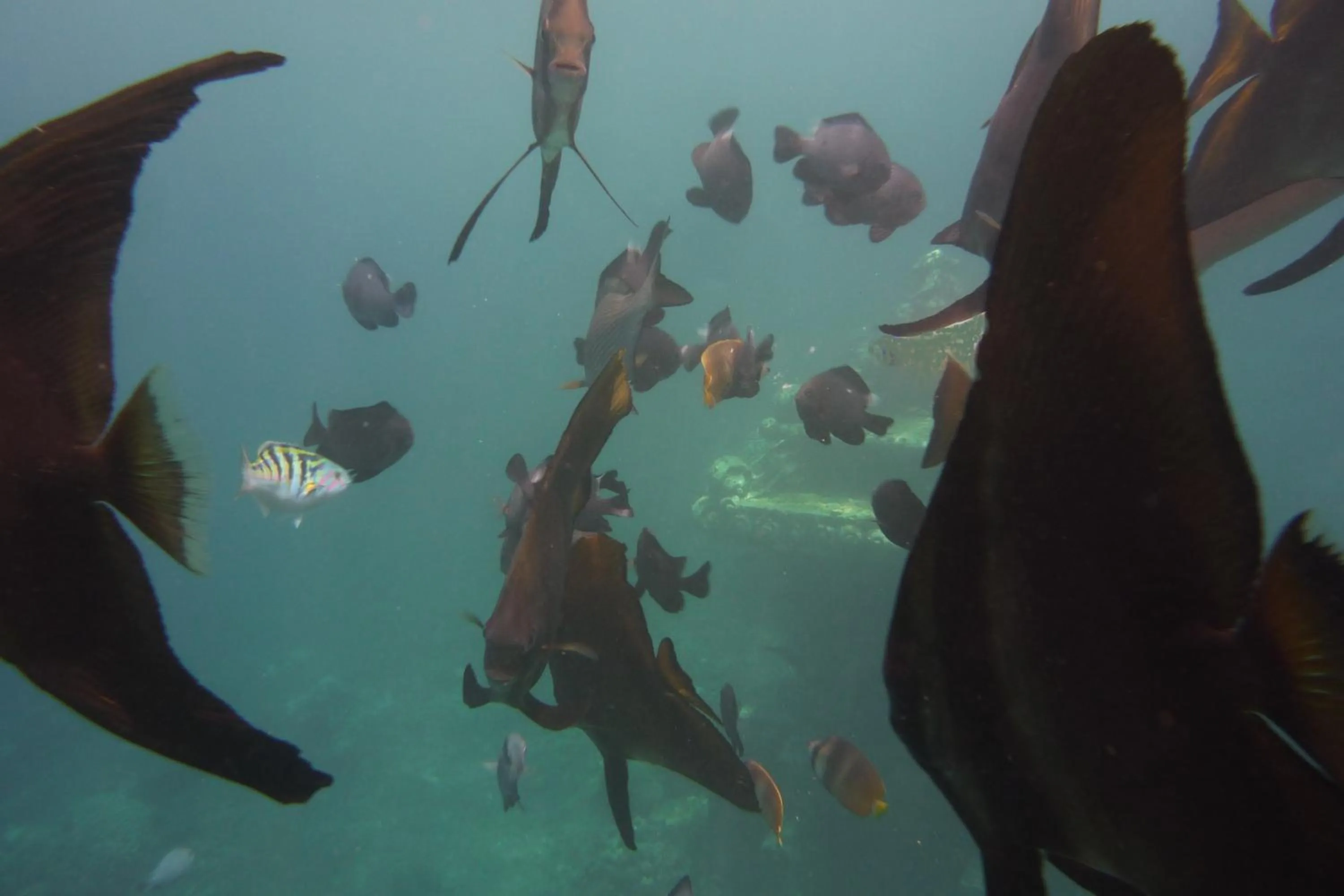 Snorkeling in Jemeluk Beach Bungalows
