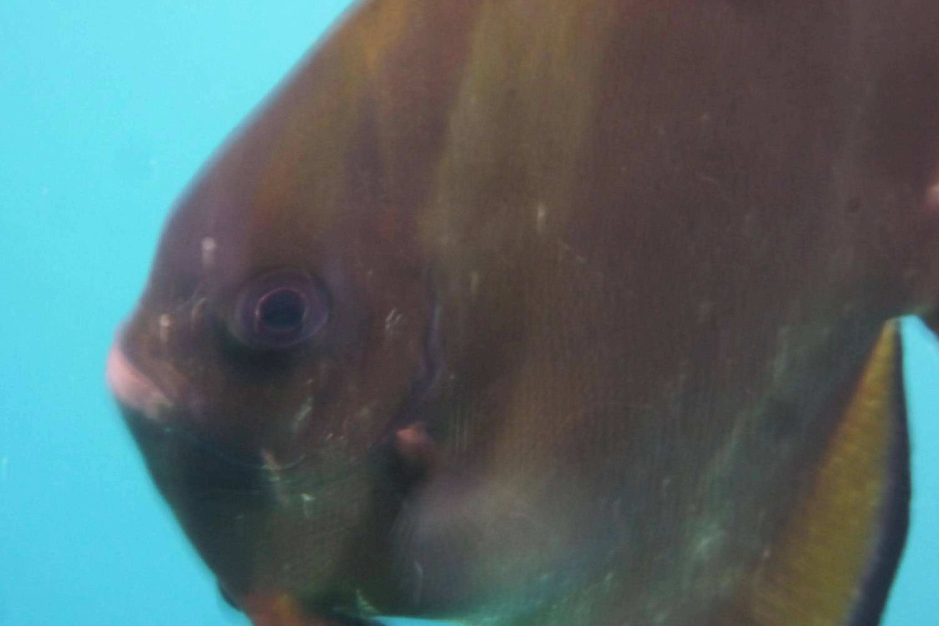 Snorkeling in Jemeluk Beach Bungalows