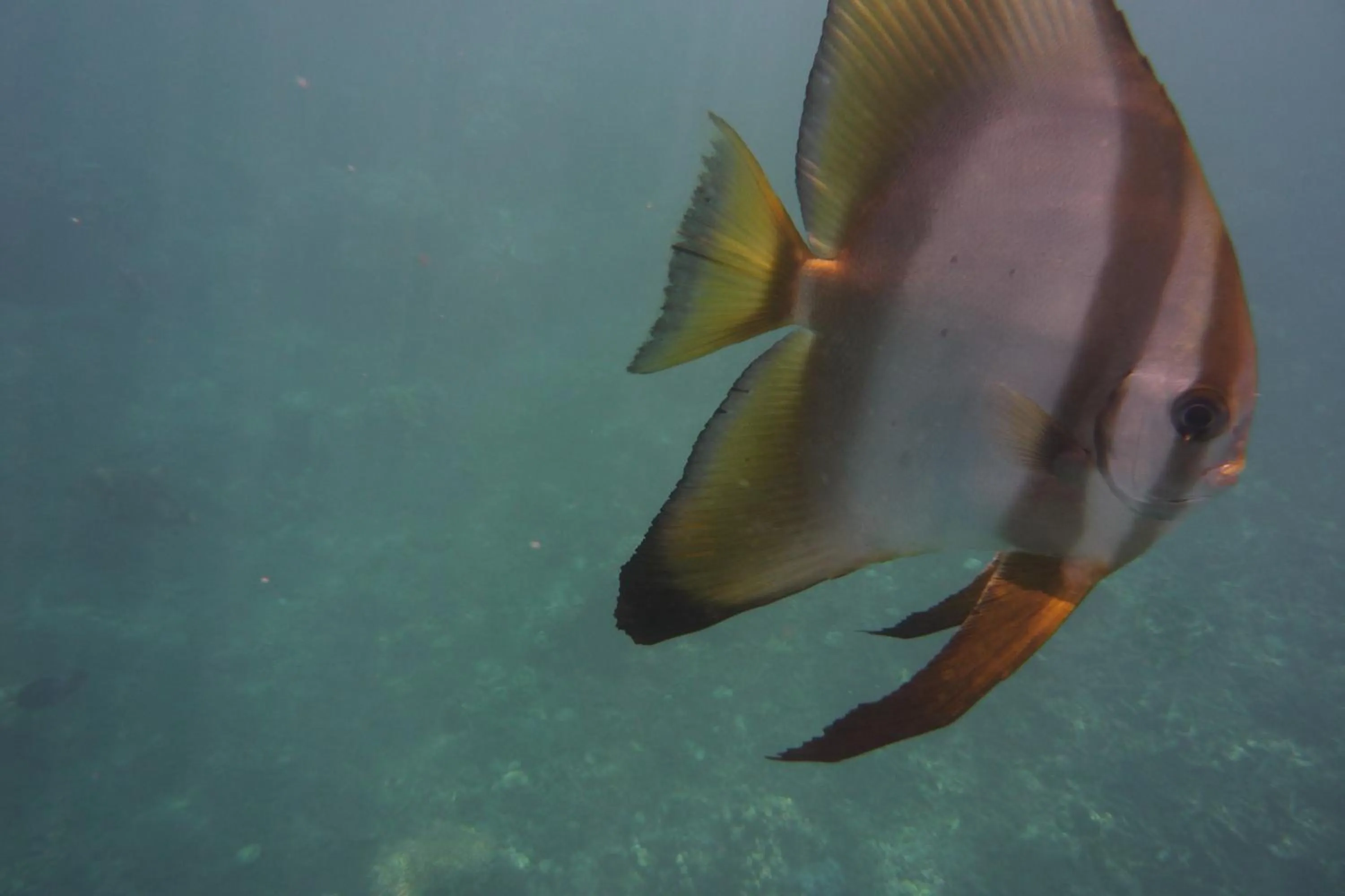 Snorkeling in Jemeluk Beach Bungalows