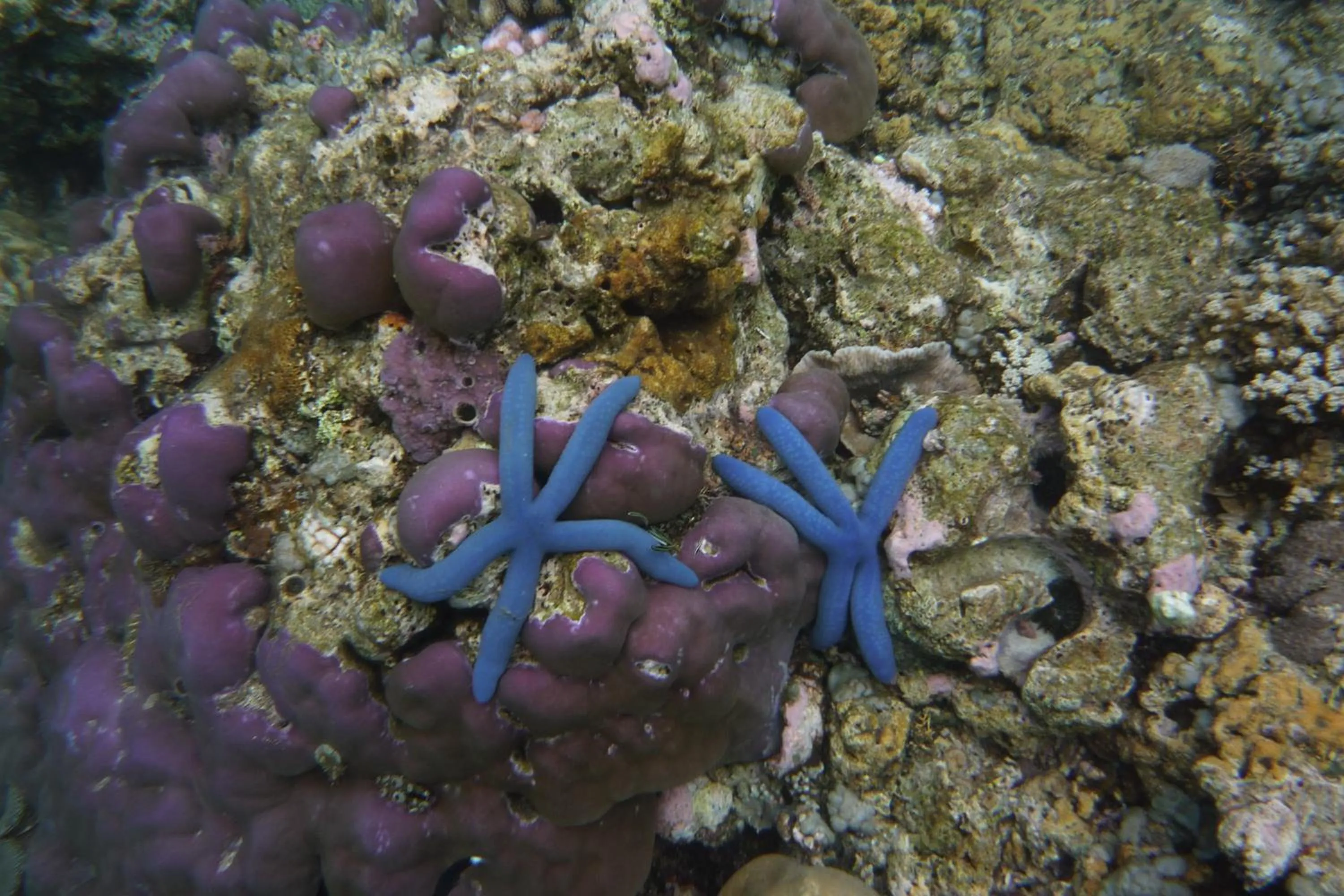 Snorkeling in Jemeluk Beach Bungalows