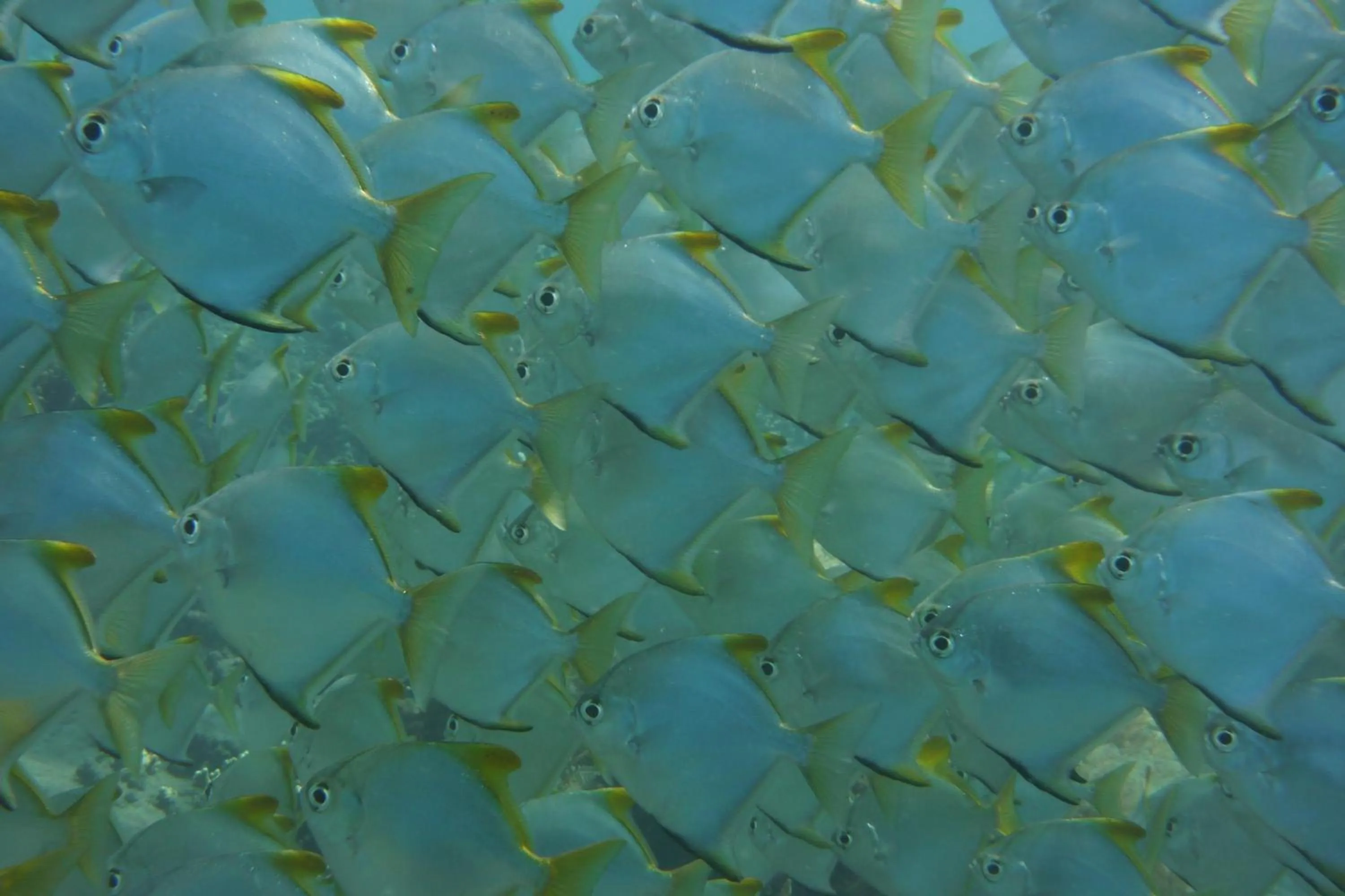 Snorkeling in Jemeluk Beach Bungalows