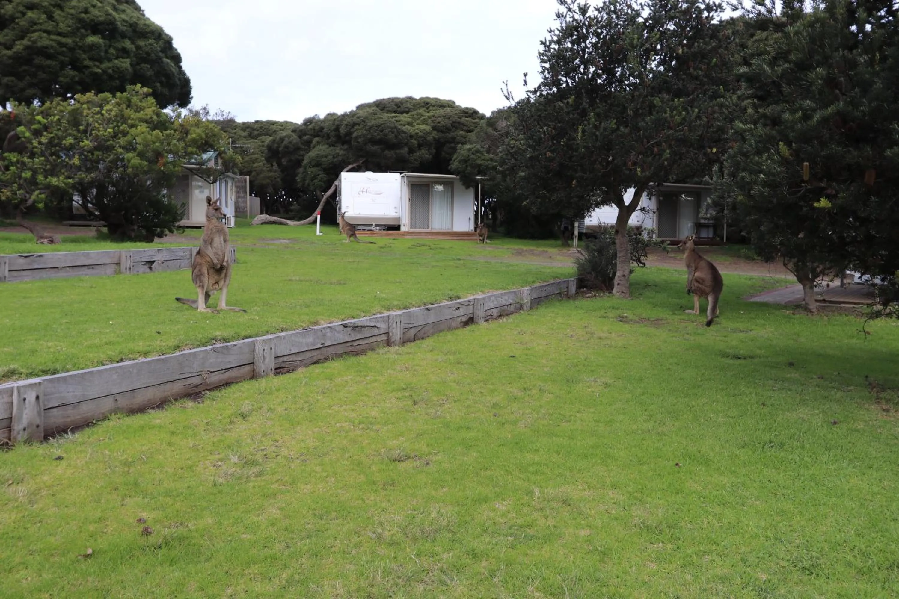 Anglesea Family Caravan Park