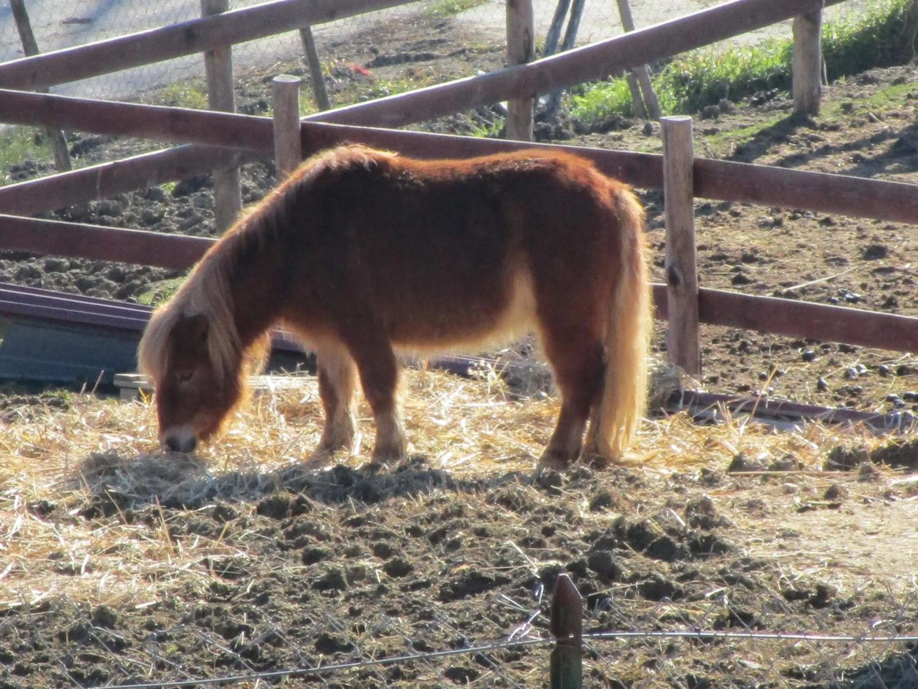 Alla Contrada degli Asinelli
