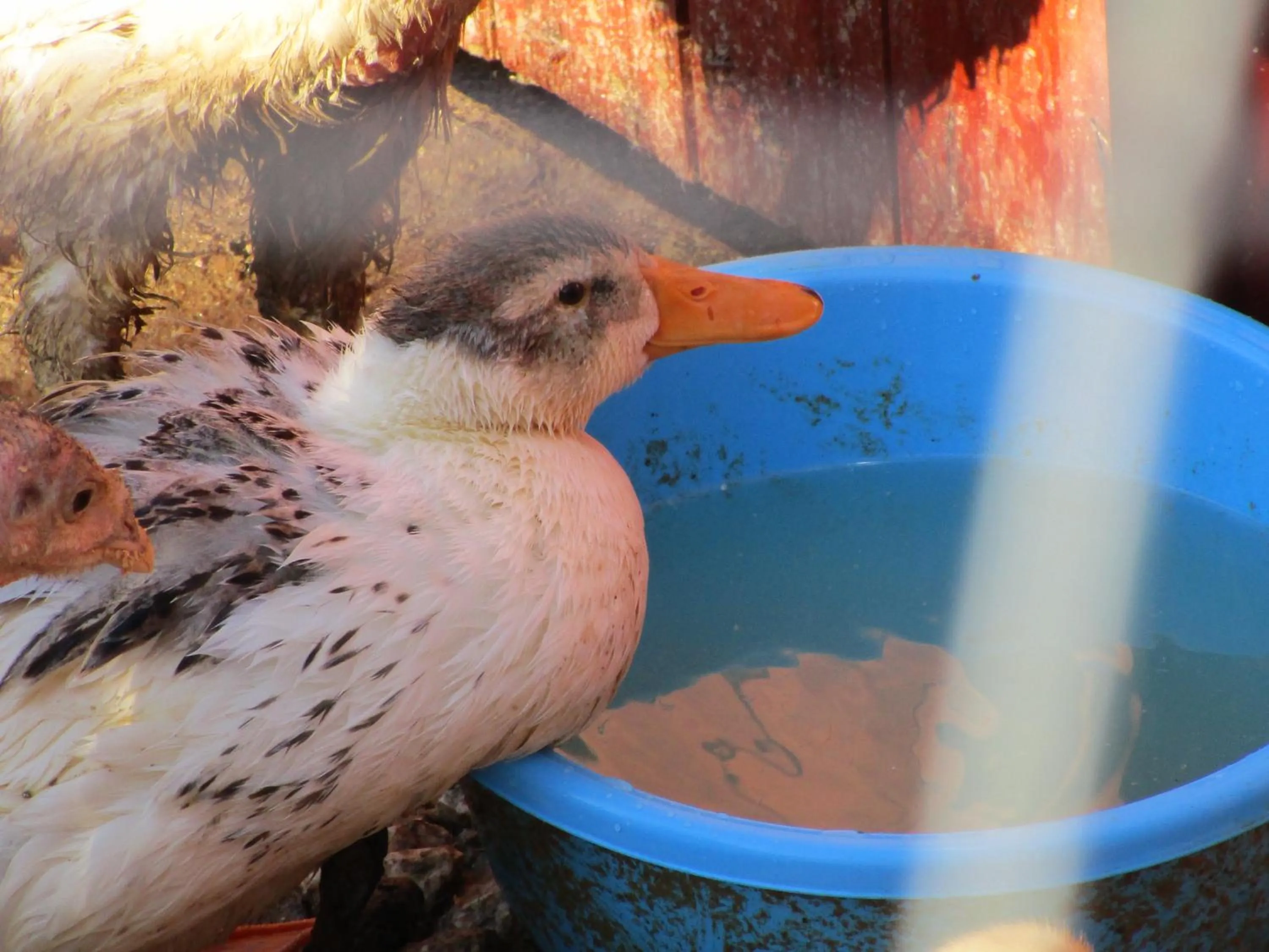 Alla Contrada degli Asinelli