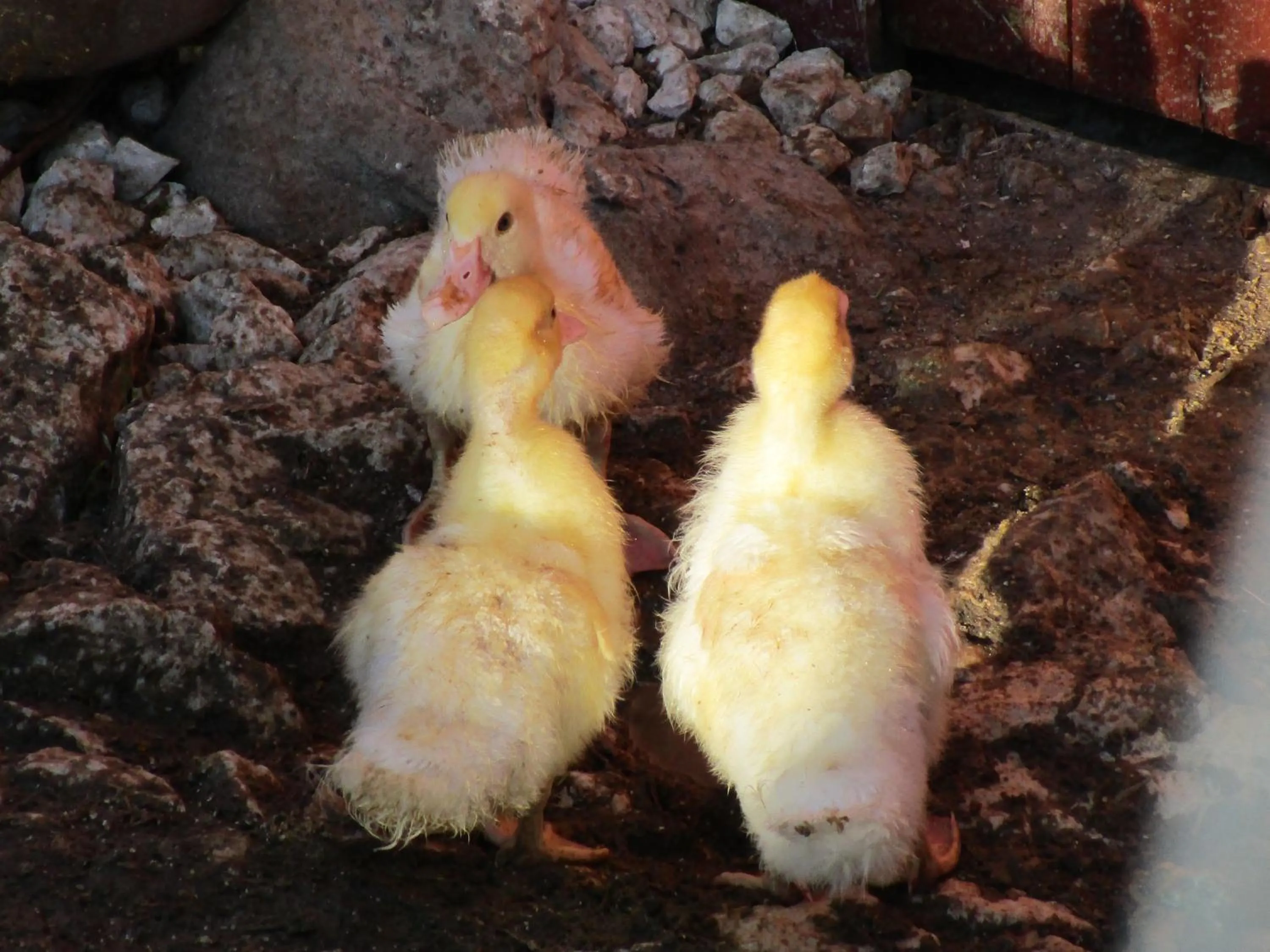 Alla Contrada degli Asinelli