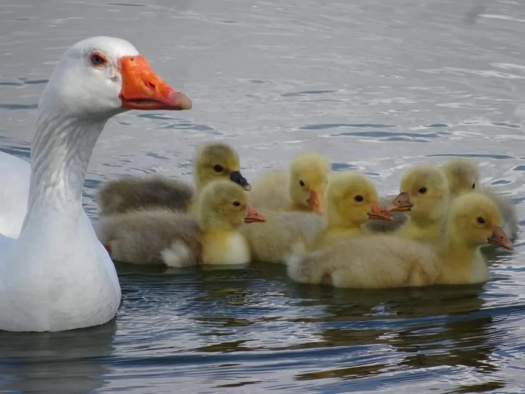 Swimming pool in Thrassa Hotel