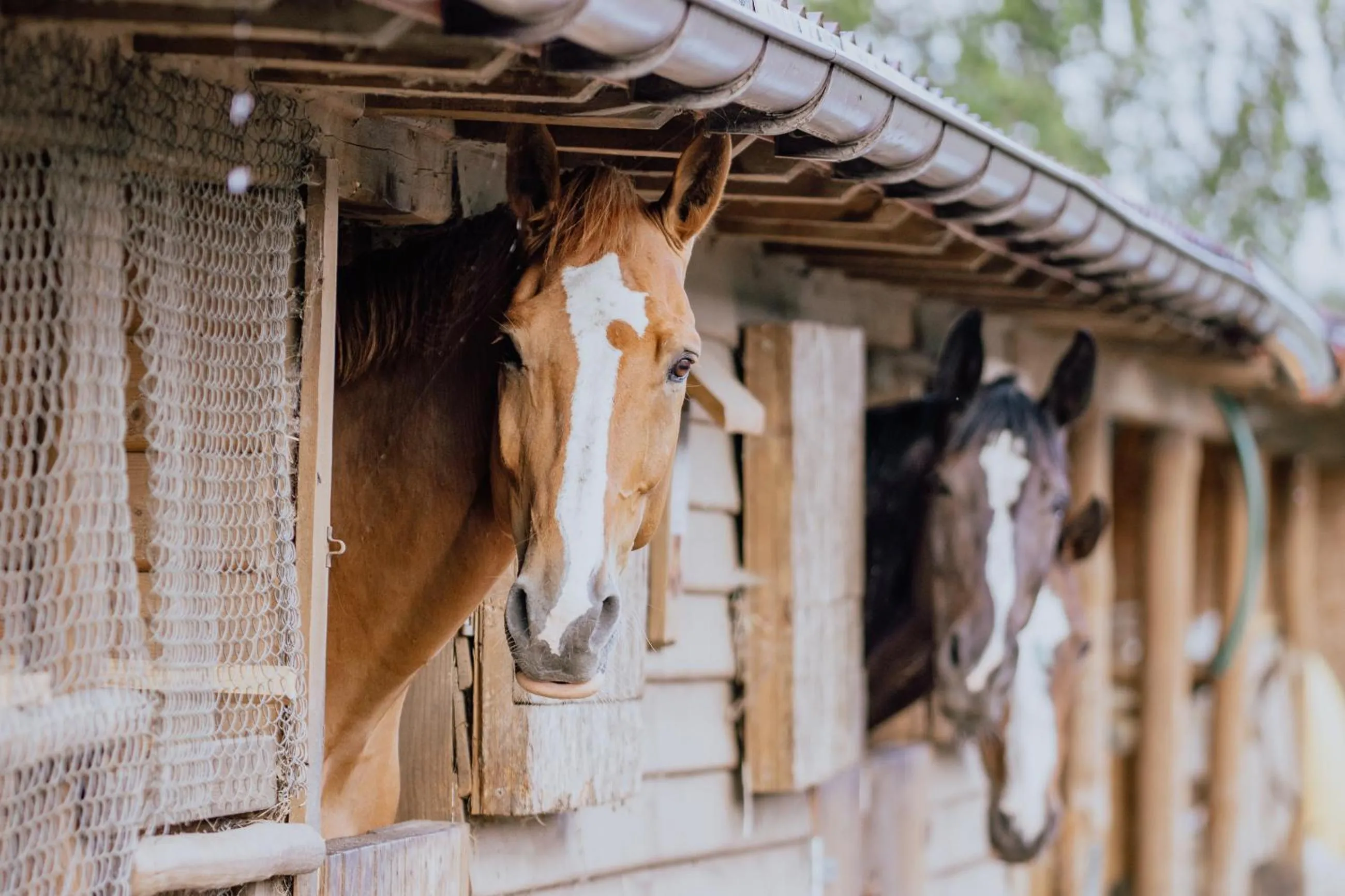 Animals in Hotel Osada Karbówko Wellness & SPA