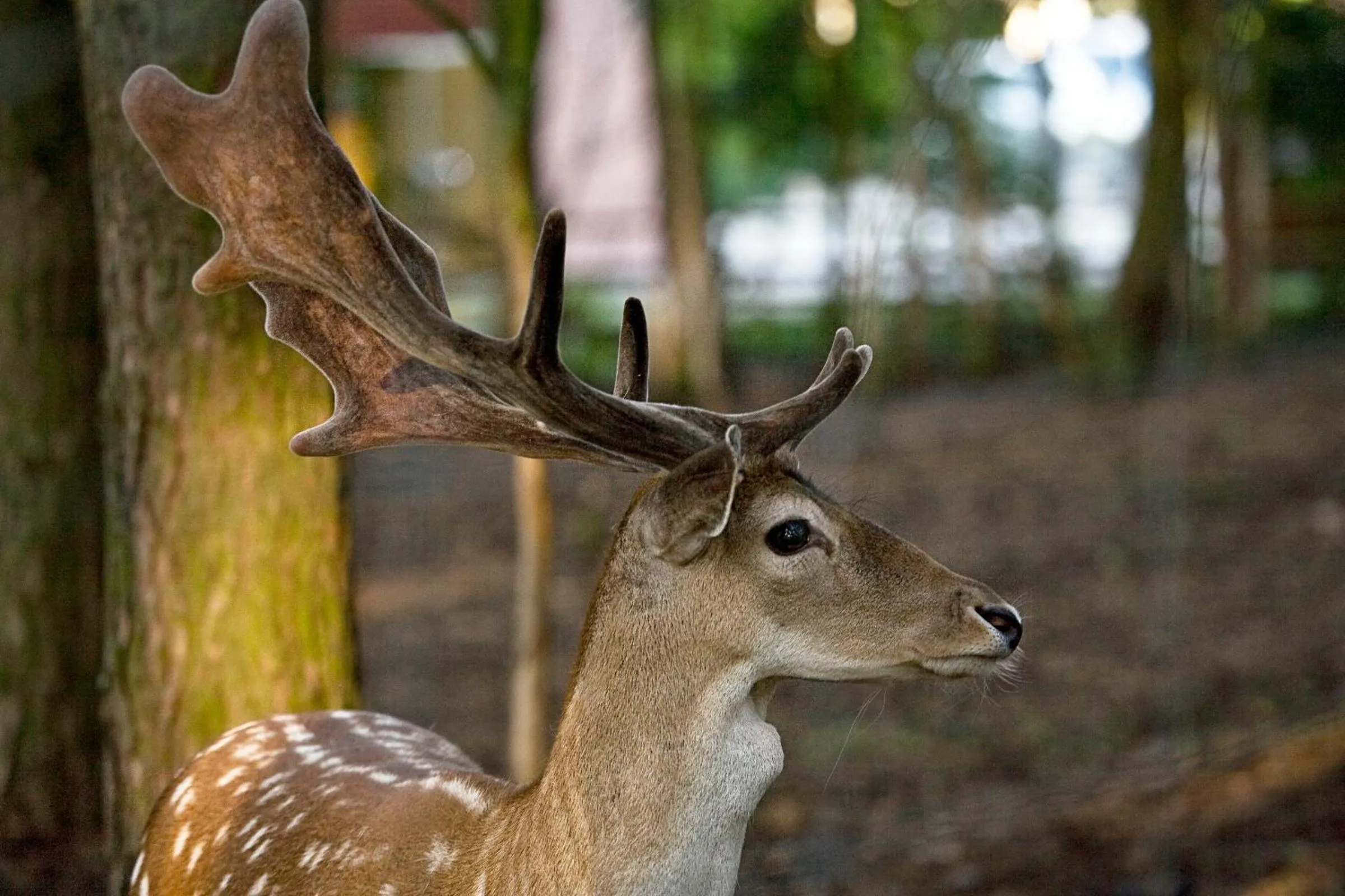 Animals in Hotel Osada Karbówko Wellness & SPA