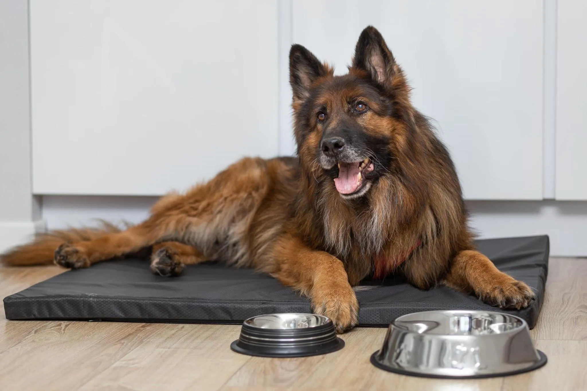 Animals in MARGI Brandy Apartament