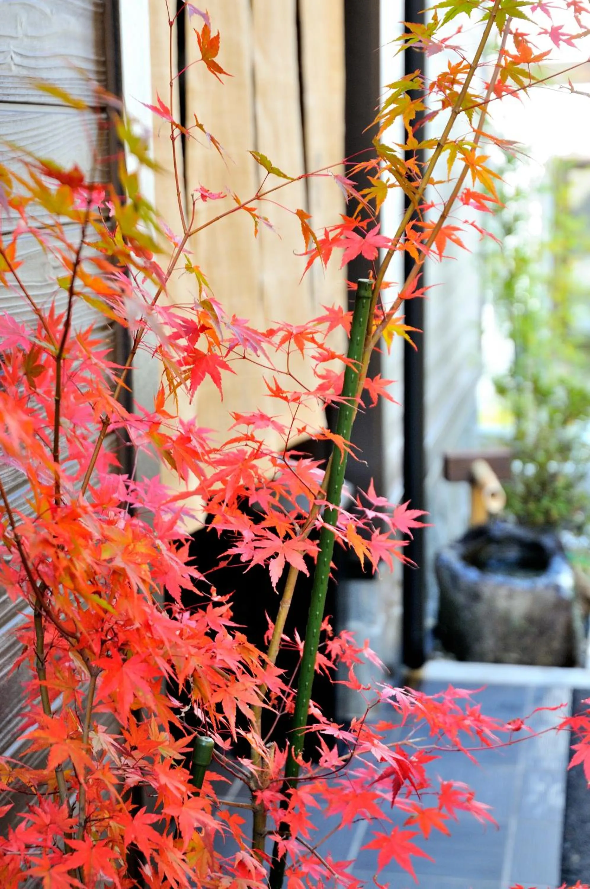 Day in Oyado Yukizumi