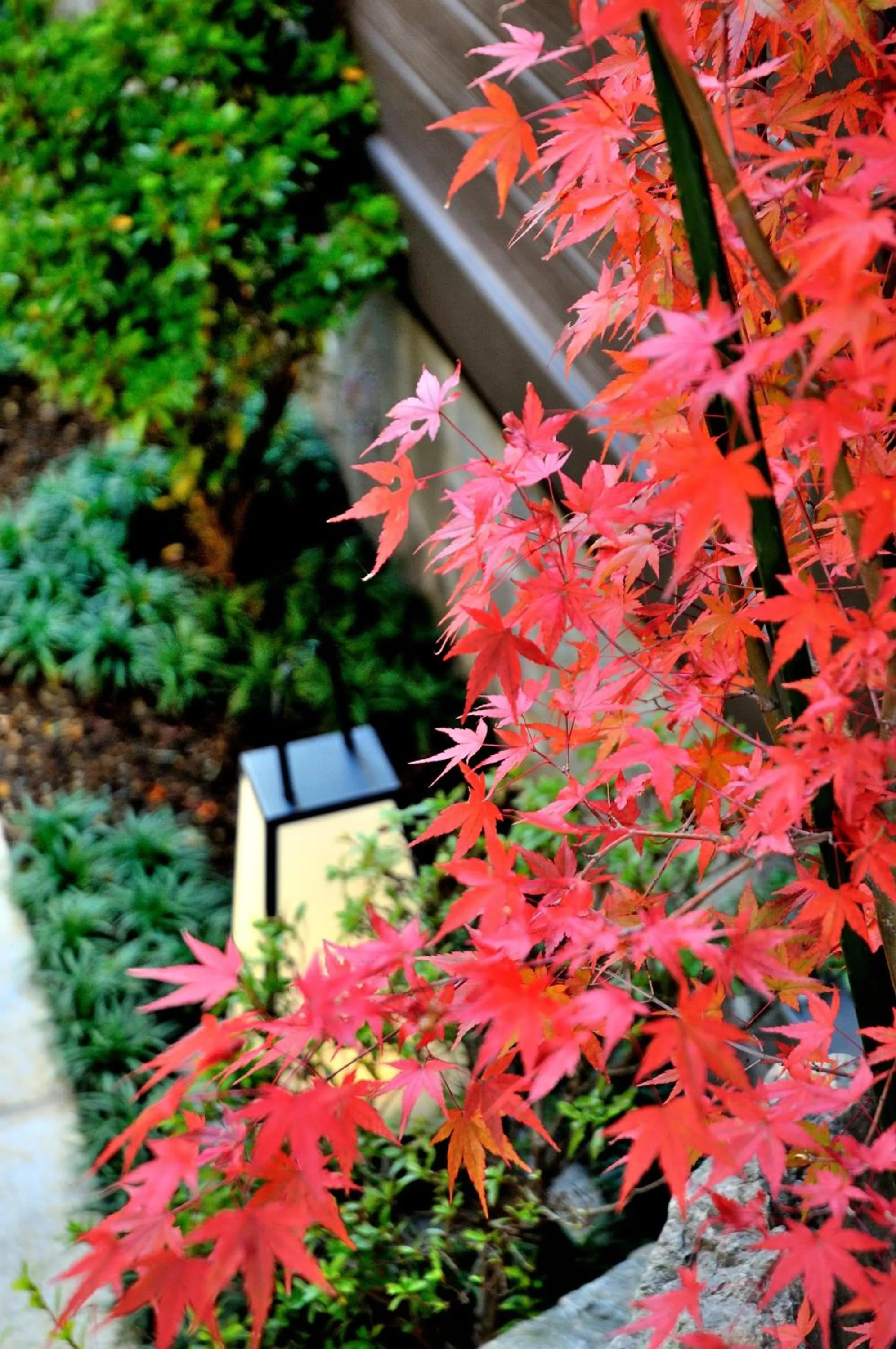 Spring in Oyado Yukizumi