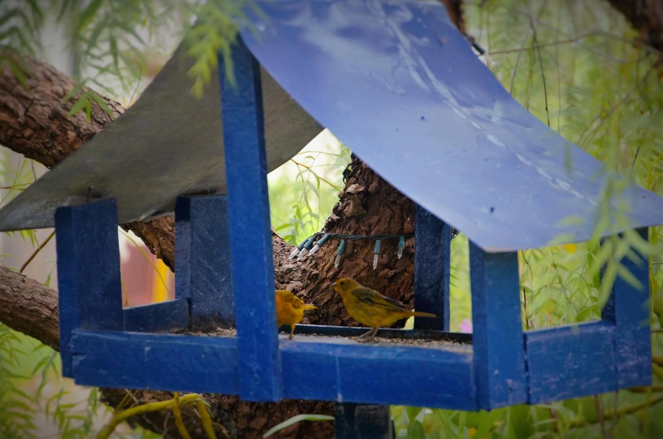 Natural landscape in Pousada Araujo Bazilio