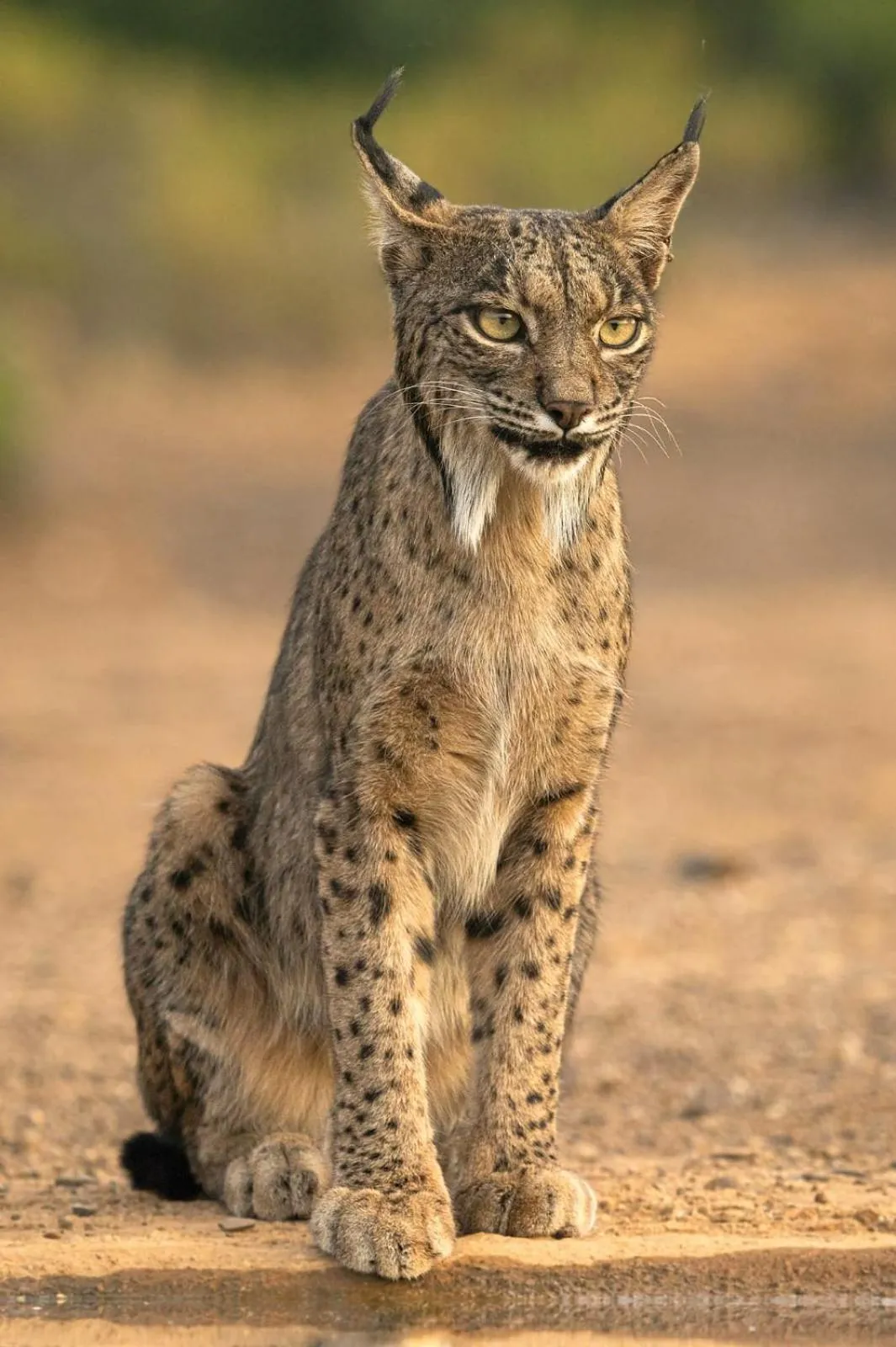Animals in Hotel Ecologico Toral