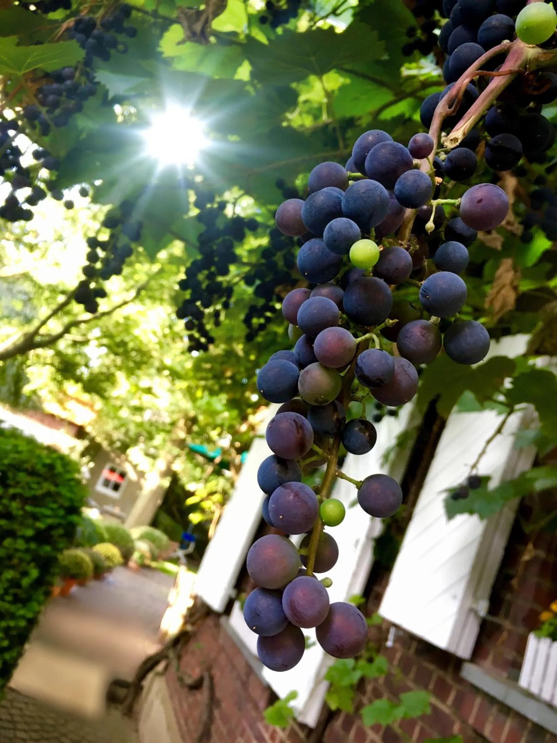 Garden in Lilis kleines Hotel