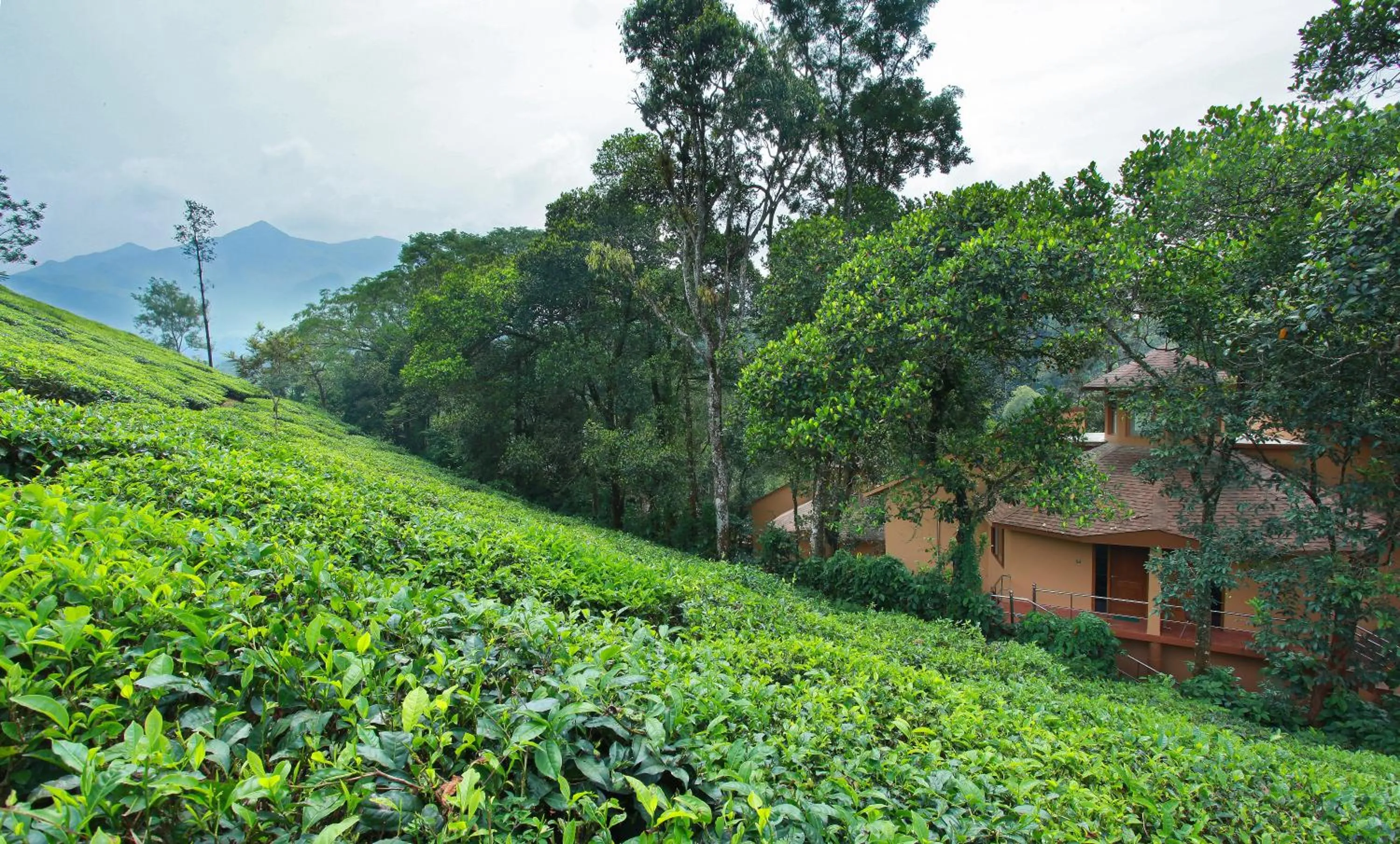 Natural landscape in Vythiri Village