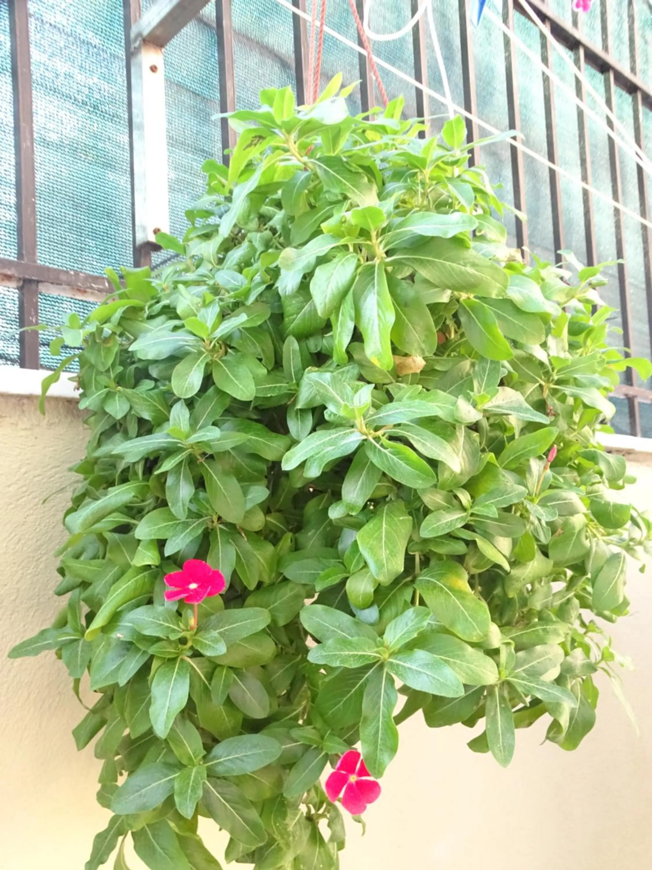 Garden in Artemis GreenHill