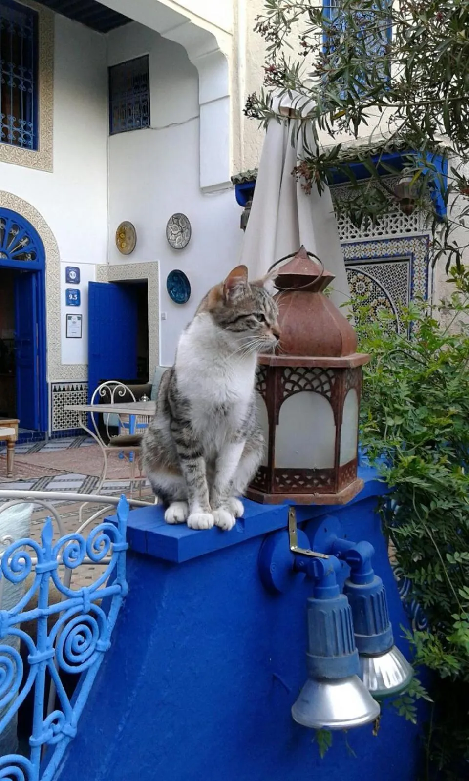 Animals in Riad Jean Claude